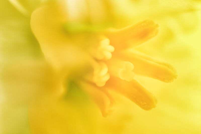 Nikon AF-S Micro-Nikkor 60mm F2.8G ED sample photo. Spring photography