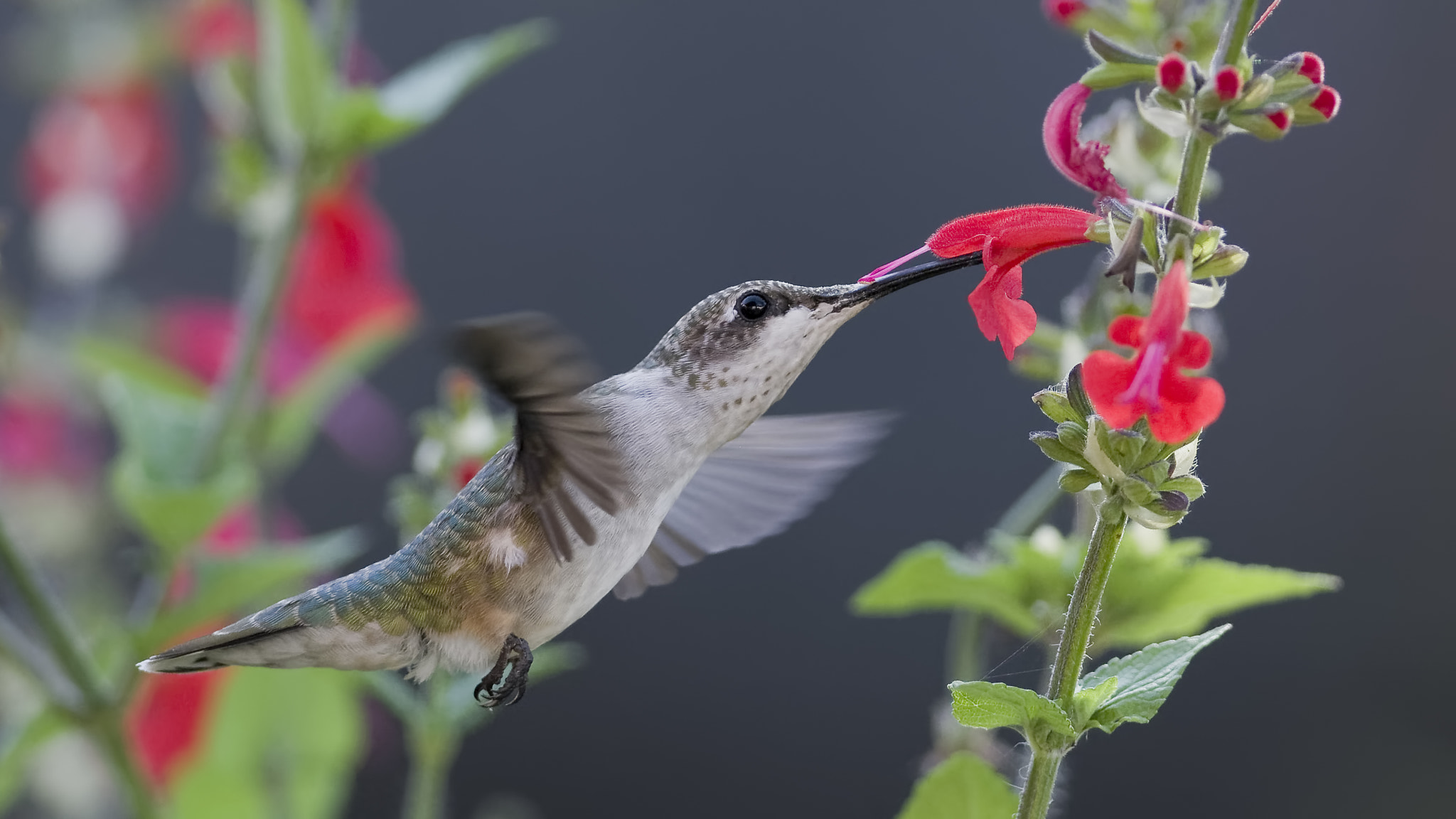 AF Zoom-Nikkor 35-70mm f/2.8D N sample photo. Fun in the flowers photography
