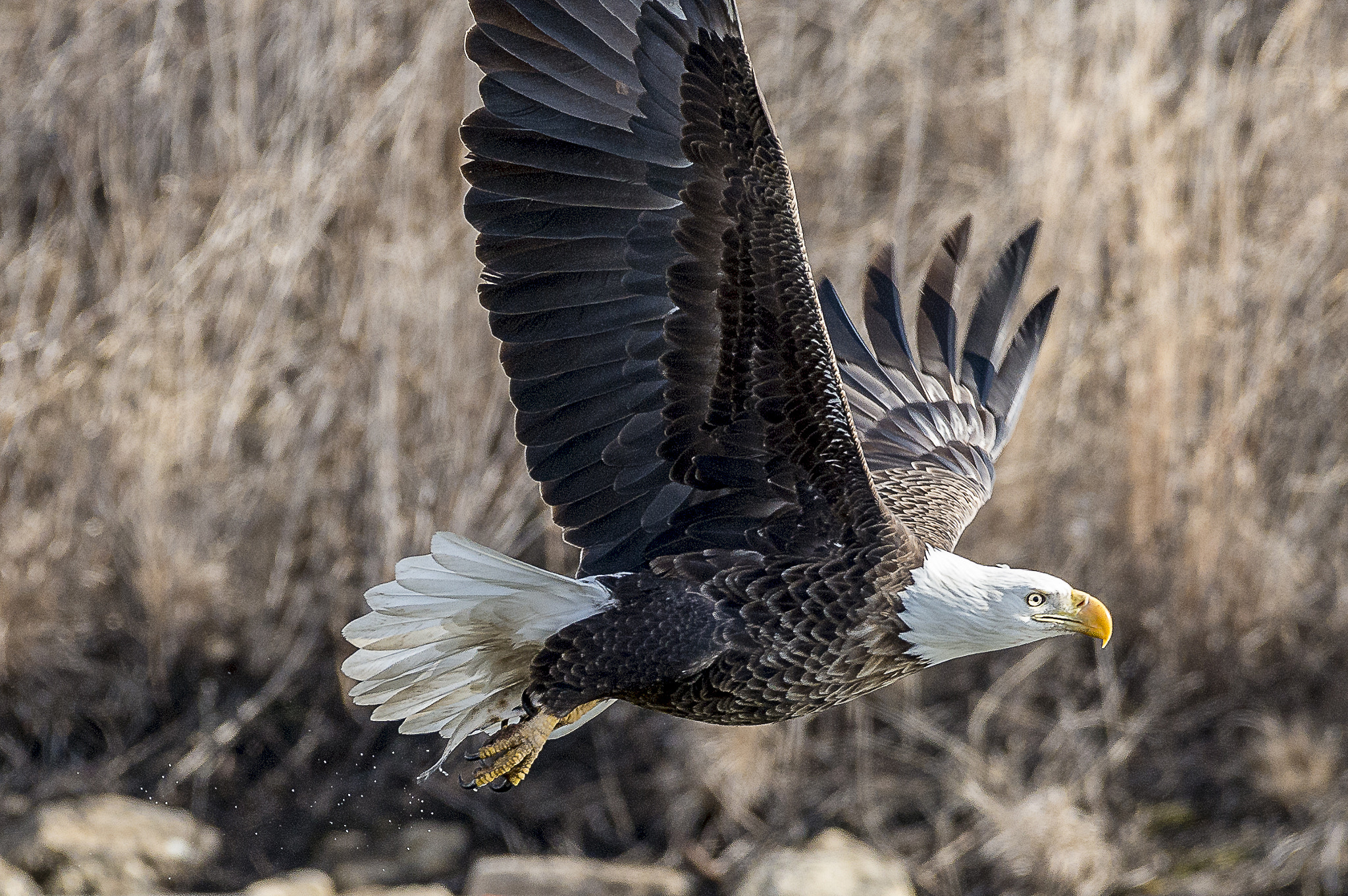 Nikon AF-S Nikkor 200-500mm F5.6E ED VR sample photo. Another catch photography