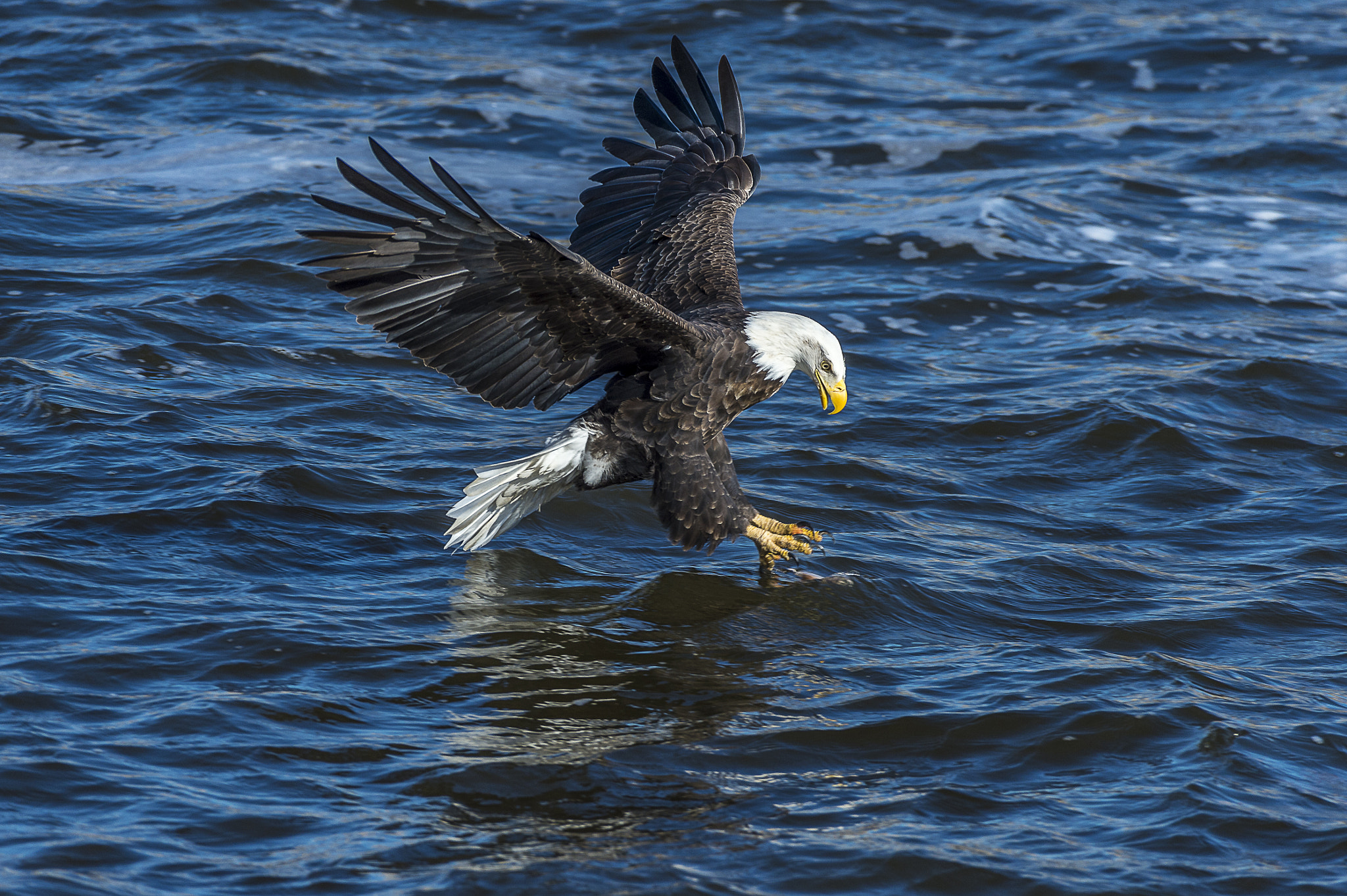 Nikon D4 sample photo. Eagle and lunch a photography