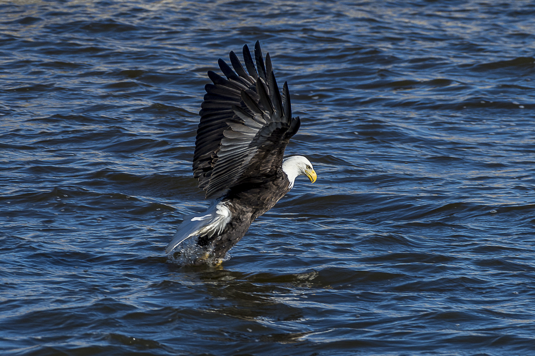Nikon AF-S Nikkor 200-500mm F5.6E ED VR sample photo. Eagle and lunch photography