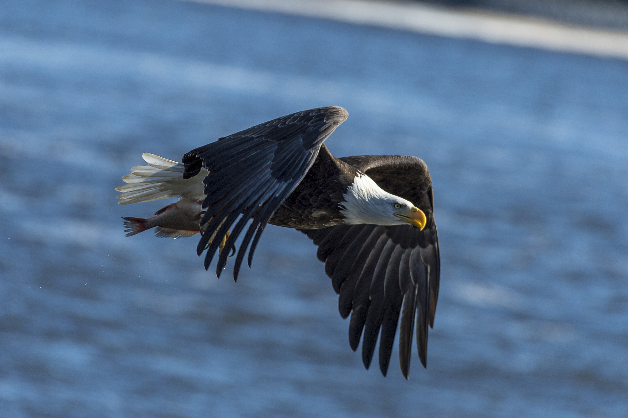 Nikon AF-S Nikkor 200-500mm F5.6E ED VR sample photo. Eagle and lunch photography