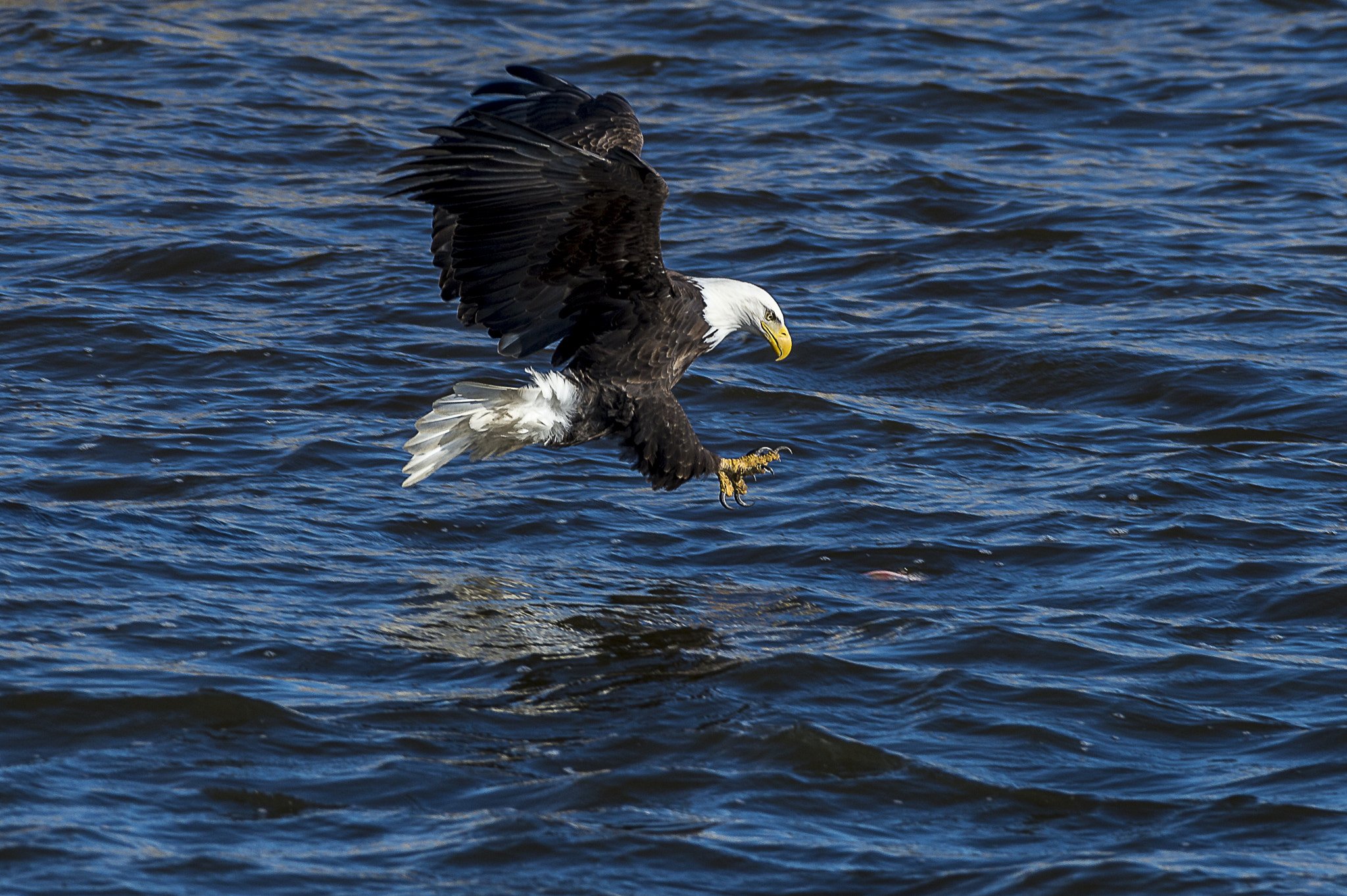 Nikon AF-S Nikkor 200-500mm F5.6E ED VR sample photo. Eagle and lunch photography