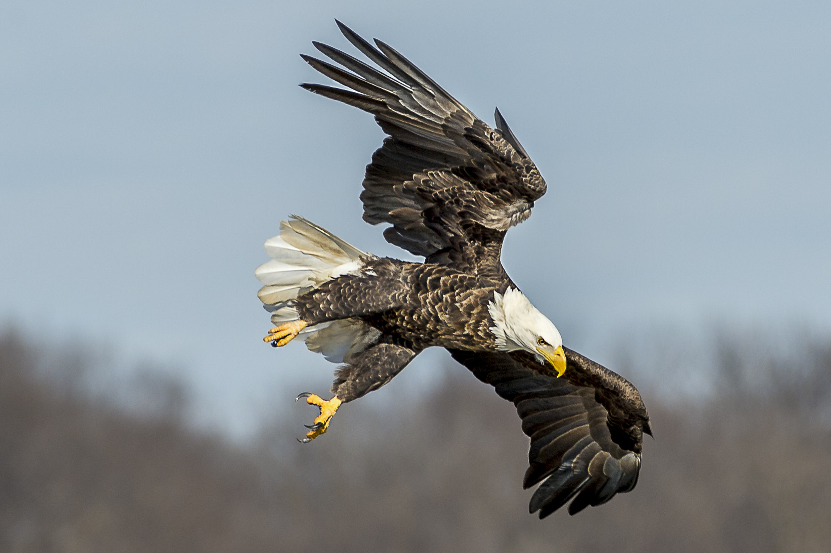Nikon AF-S Nikkor 200-500mm F5.6E ED VR sample photo. Eagle starting his dive photography
