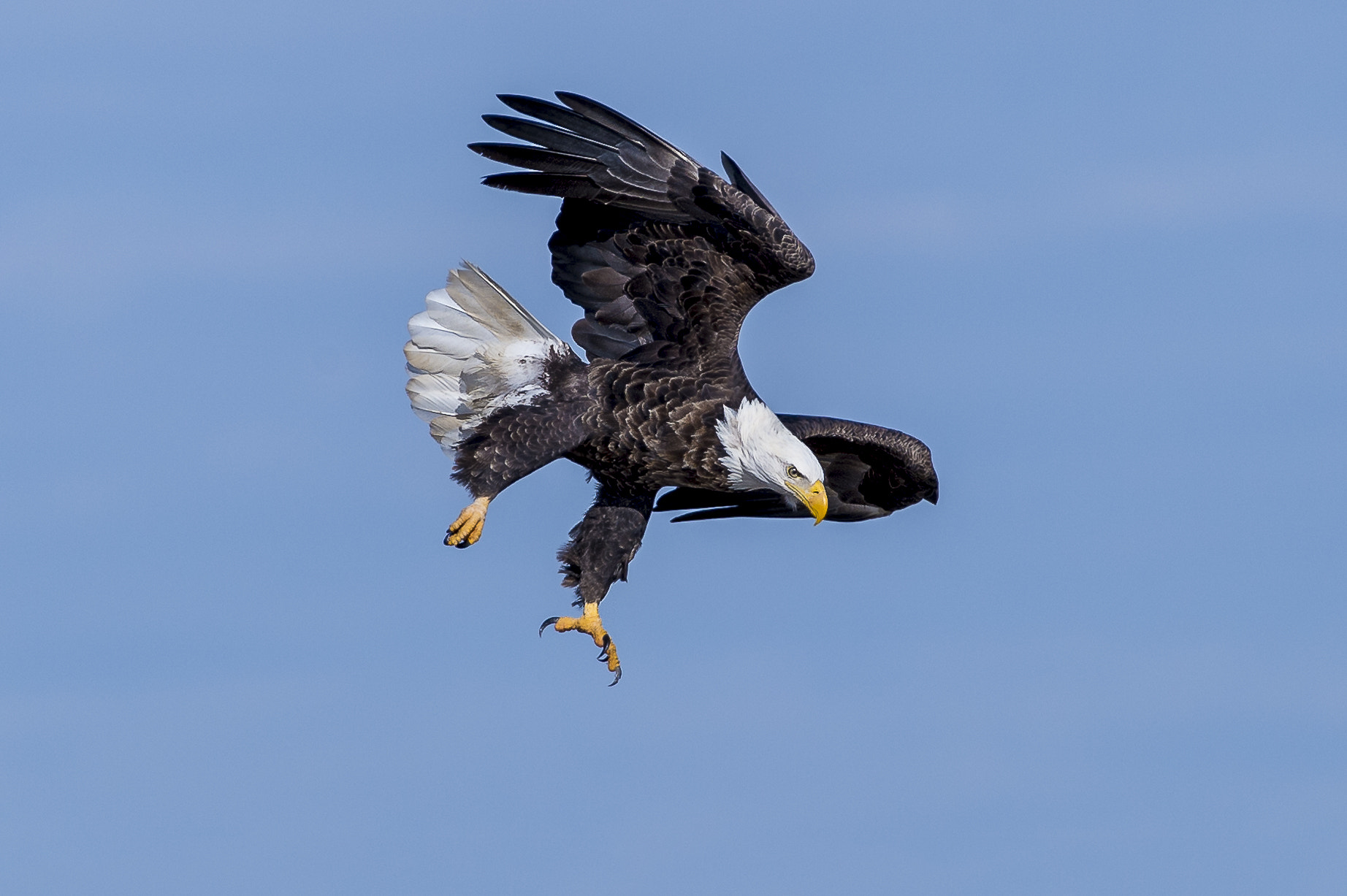 Nikon AF-S Nikkor 200-500mm F5.6E ED VR sample photo. He has spotted lunch photography