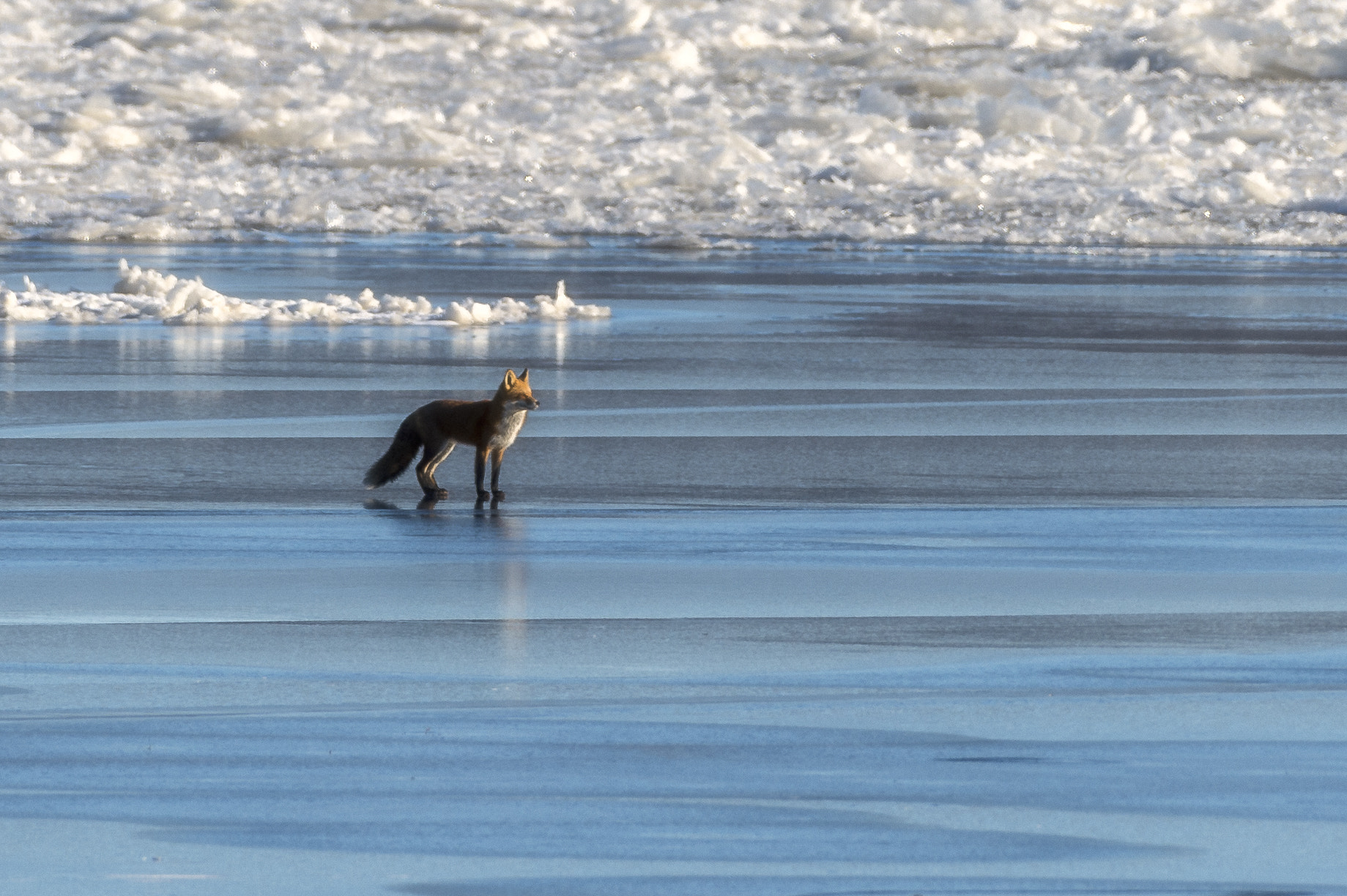 Nikon AF-S Nikkor 200-500mm F5.6E ED VR sample photo. Fox on ice photography