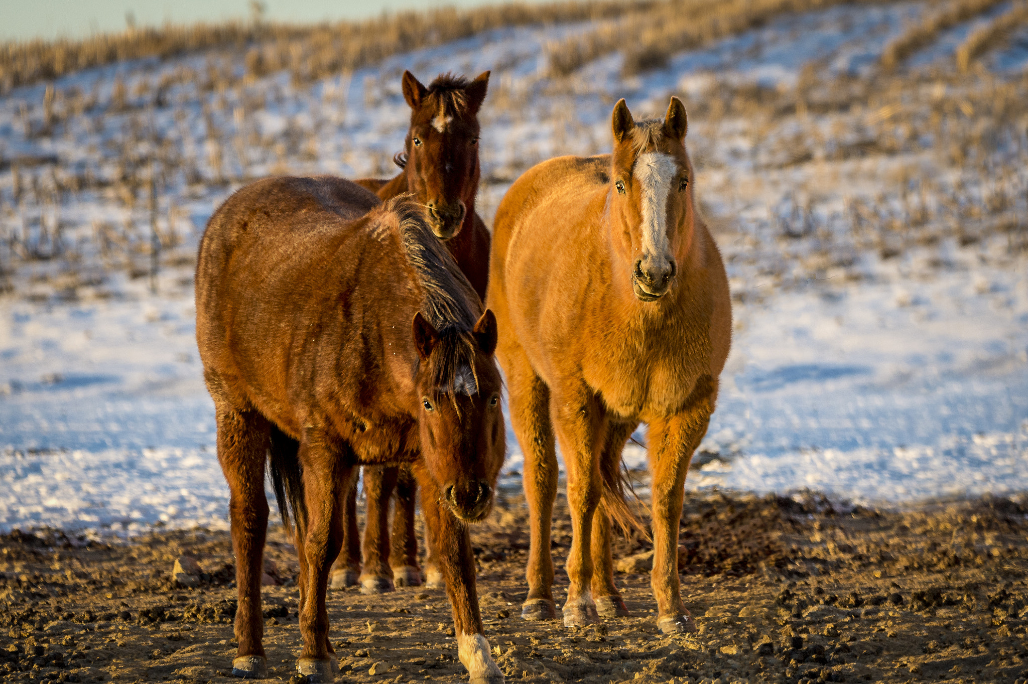 Nikon D4S sample photo. Horses in the snow photography