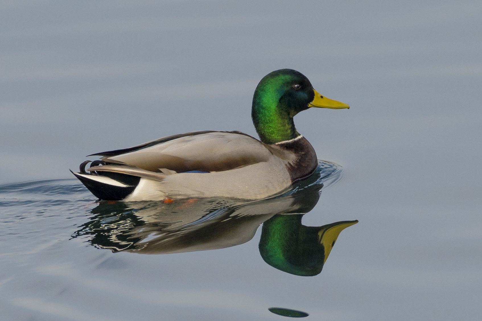 Nikon D4 sample photo. Mallard duck photography