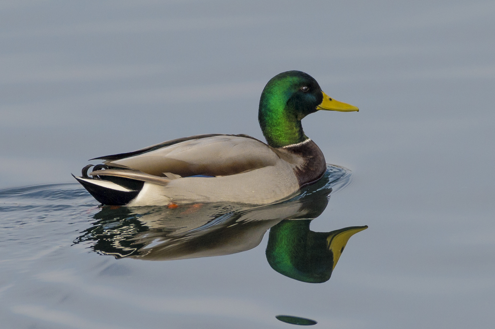 Nikon AF-S Nikkor 200-500mm F5.6E ED VR sample photo. Mallard duck photography