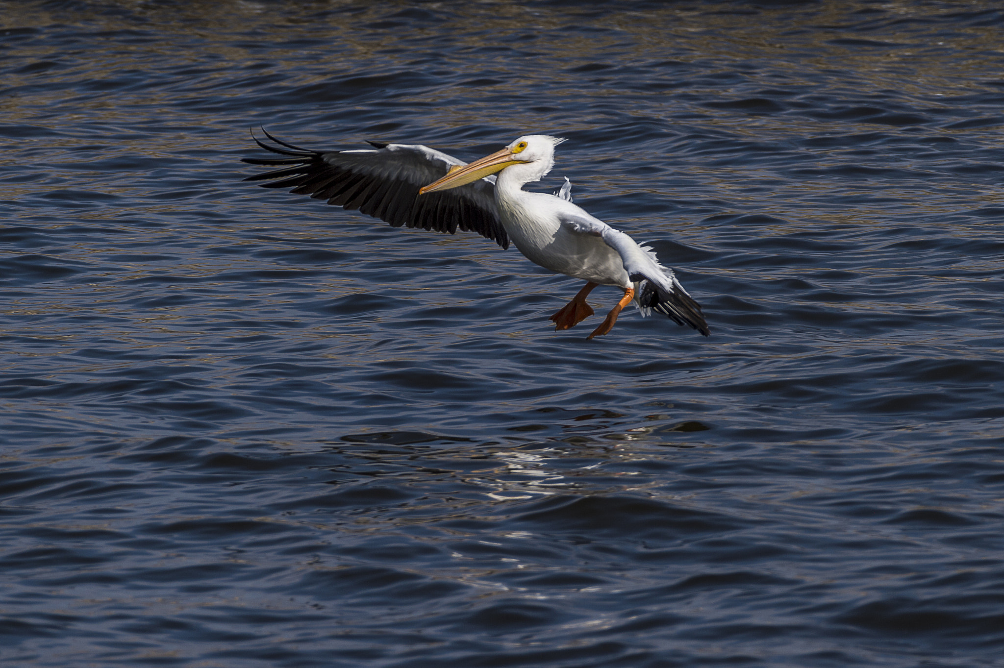 Nikon AF-S Nikkor 200-500mm F5.6E ED VR sample photo. Pelican landing photography