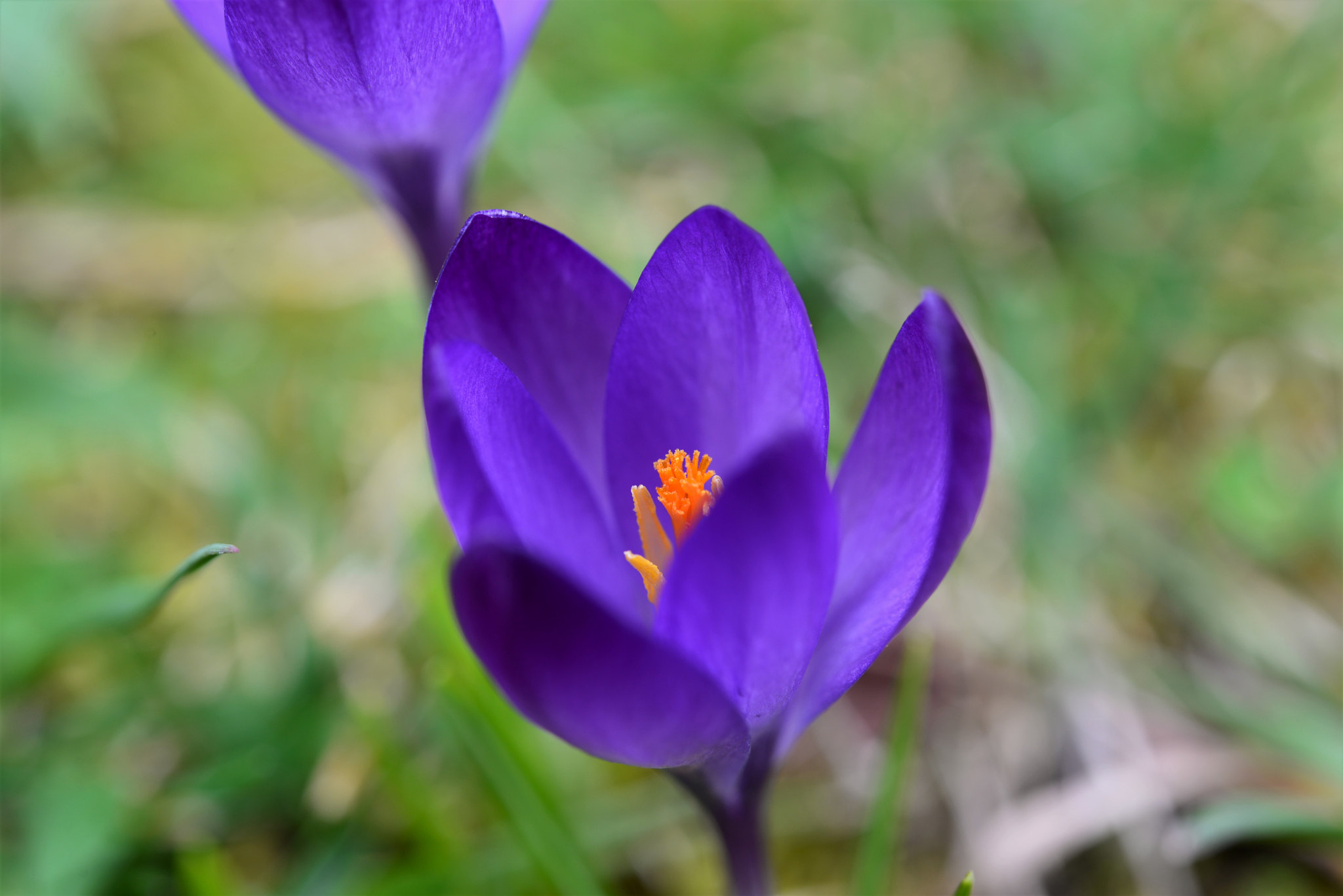 Nikon AF-S Micro-Nikkor 60mm F2.8G ED sample photo. Panache de printemps / 2758 photography