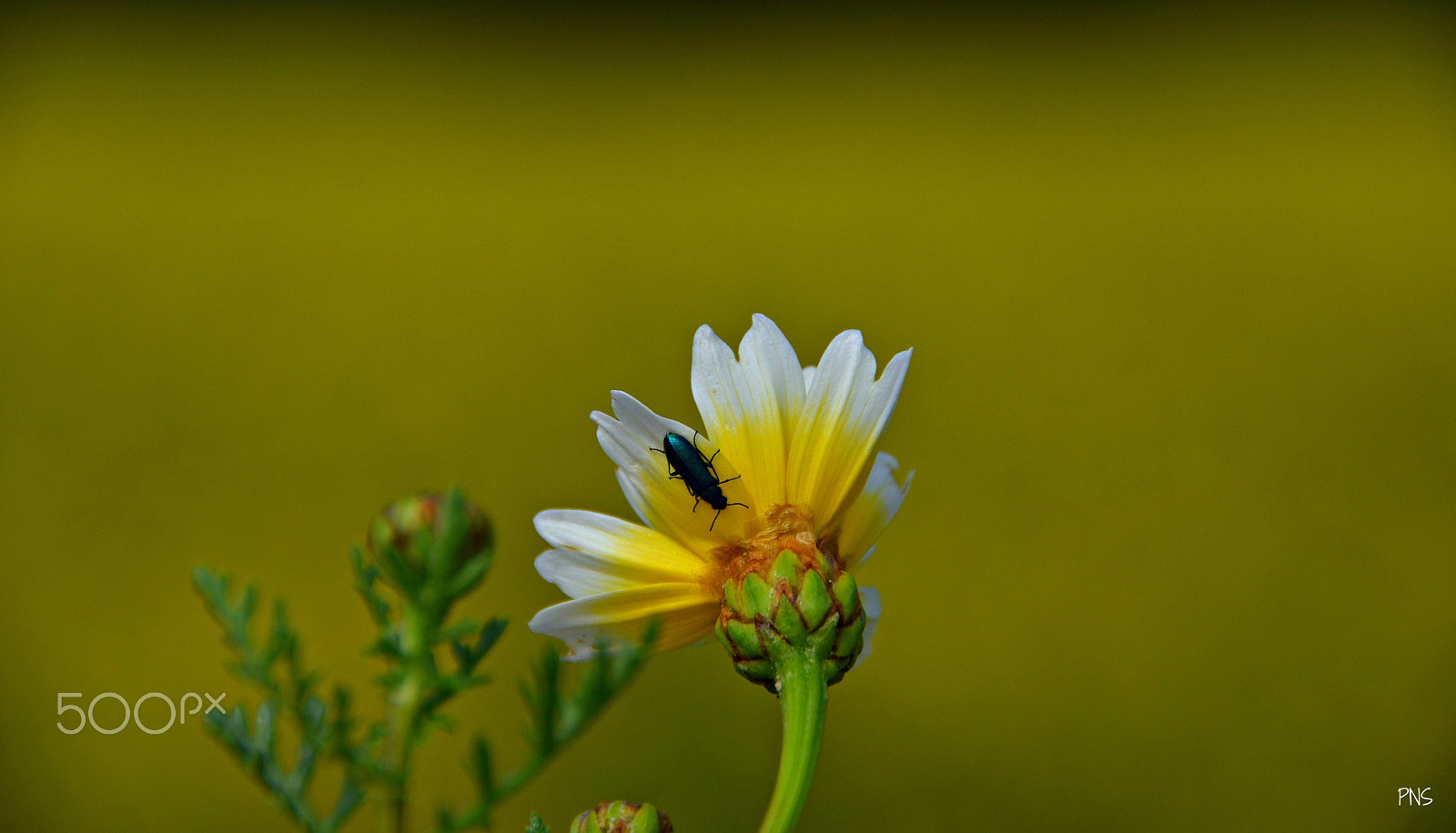 Sigma 18-200mm F3.5-6.3 II DC OS HSM sample photo. Gentle photography