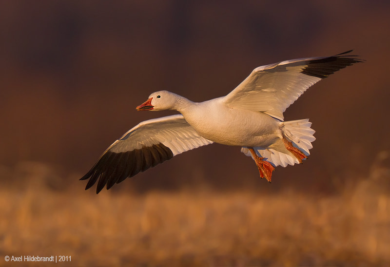 Canon EF 500mm F4L IS USM sample photo. Snow goose at last light photography