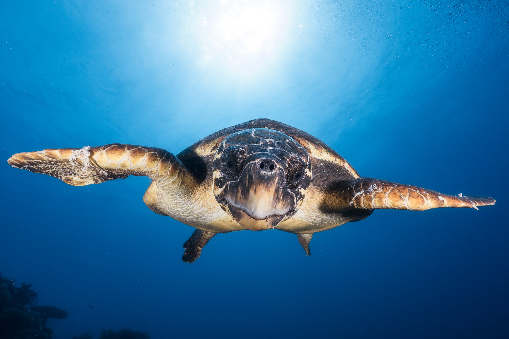 Canon EF 16-35mm F2.8L II USM sample photo. Face to face with a hawksbill sea turtle photography