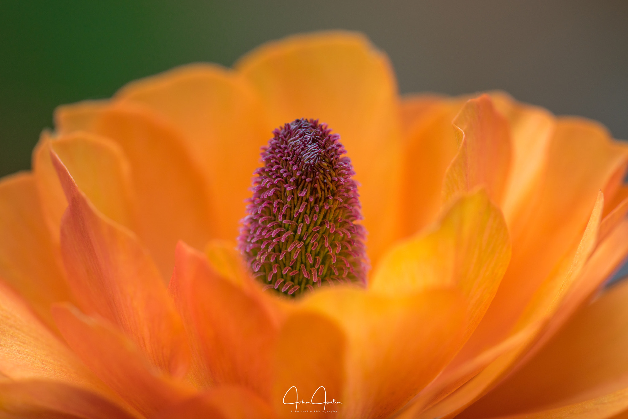 Sony a7R + Sony FE 90mm F2.8 Macro G OSS sample photo. A sea of colour photography