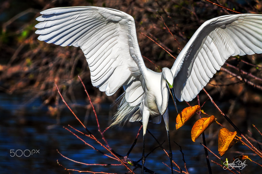 150-600mm F5-6.3 DG OS HSM | Contemporary 015 sample photo. Landing photography