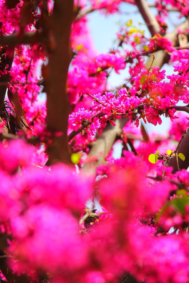 Canon EF-S 55-250mm F4-5.6 IS sample photo. Primavera photography