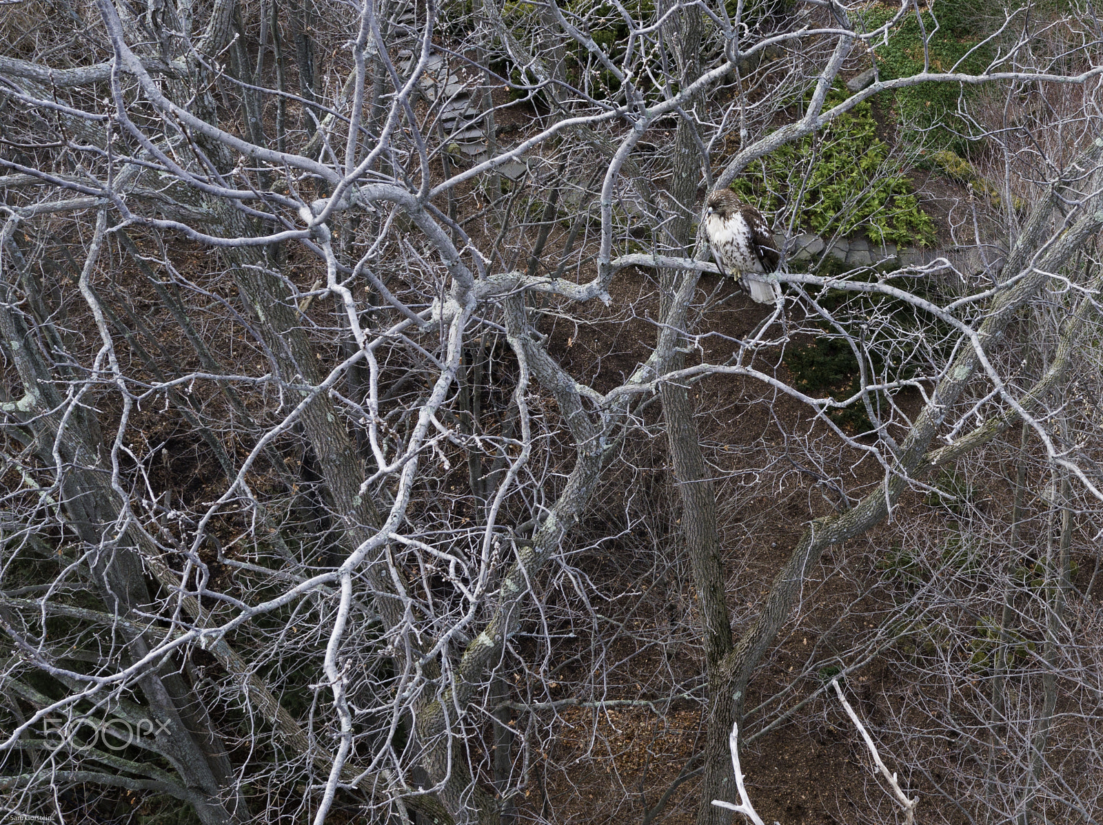 DJI FC6520 + DJI MFT 15mm F1.7 ASPH sample photo. Aerial photograph of red tail hawk in tree photography