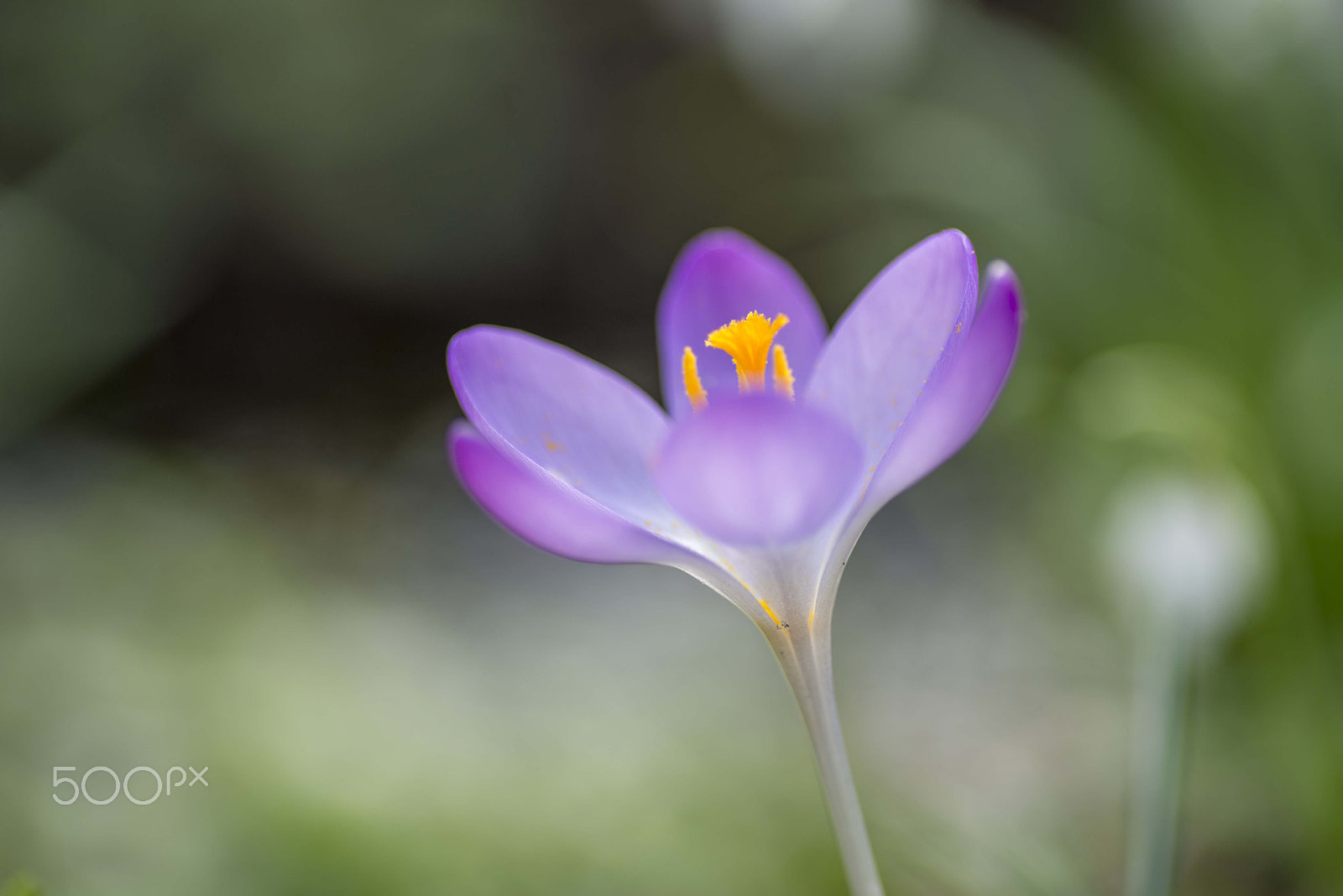 Tokina AT-X Pro 100mm F2.8 Macro sample photo. Crocus photography