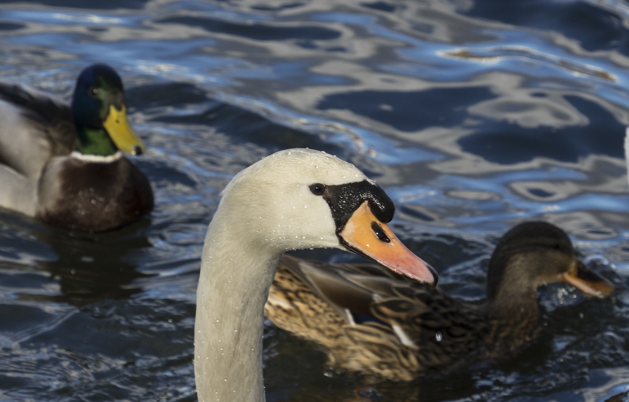 Sony FE 70-300mm F4.5-5.6 G OSS sample photo. Swan photography