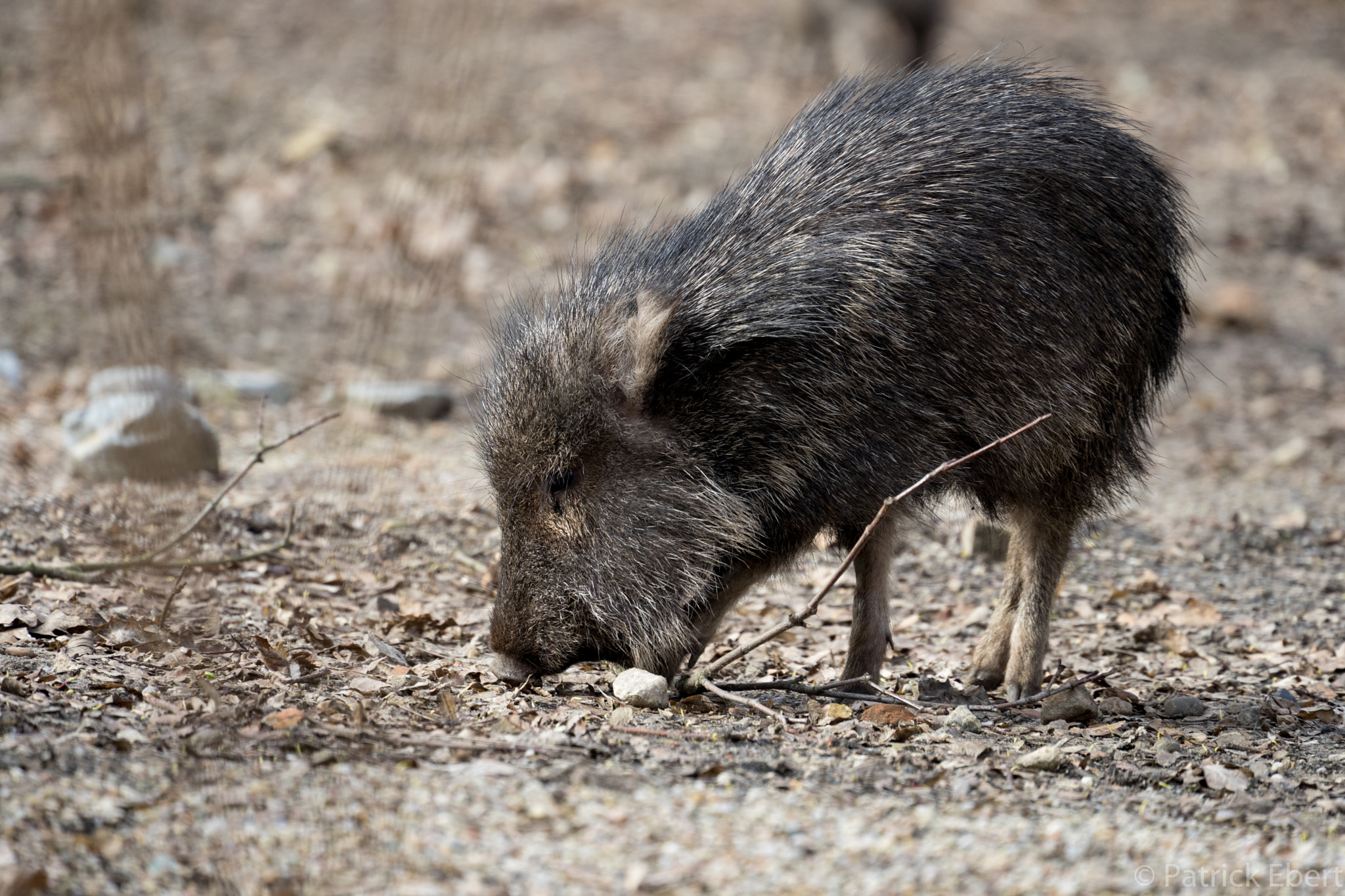 Sony FE 70-300mm F4.5-5.6 G OSS sample photo. Baby-pig photography