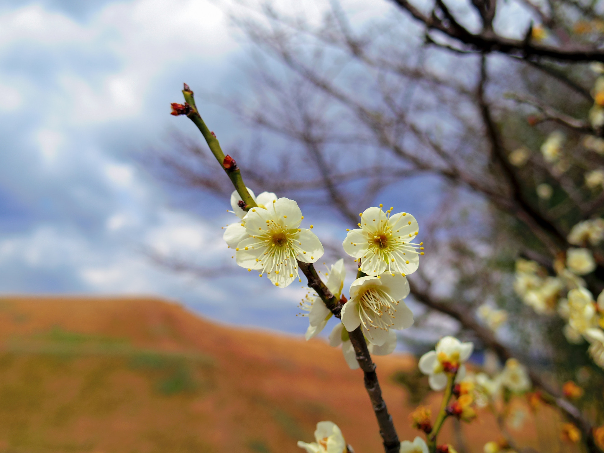 Pentax Q7 sample photo. Cherry blossom photography