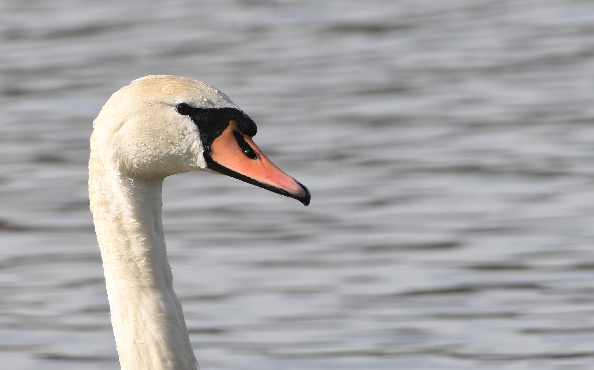 Nikon AF-S Nikkor 200-400mm F4G ED-IF VR sample photo. Jeune cygne photography