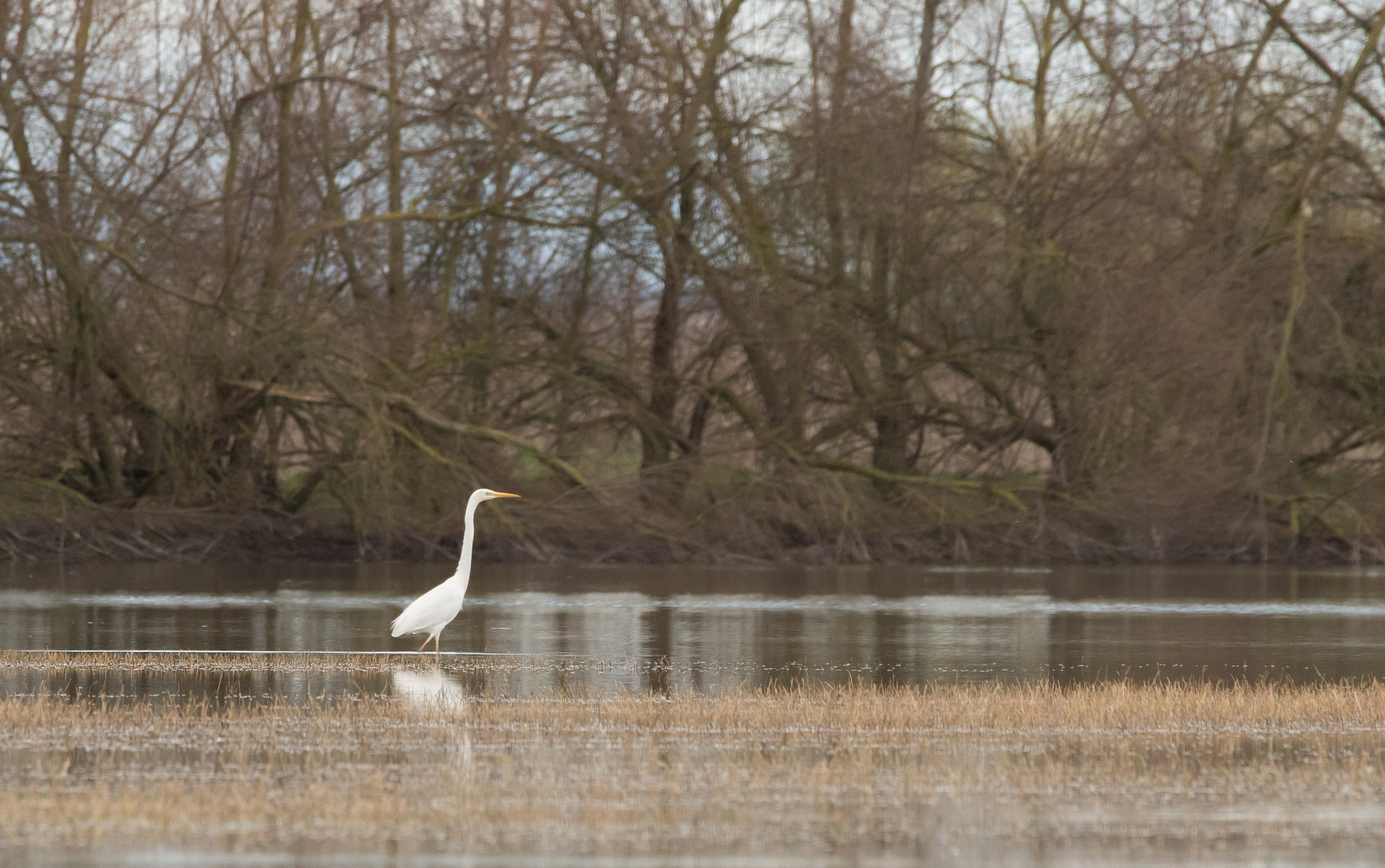 150-600mm F5-6.3 DG OS HSM | Contemporary 015 sample photo. White heron photography