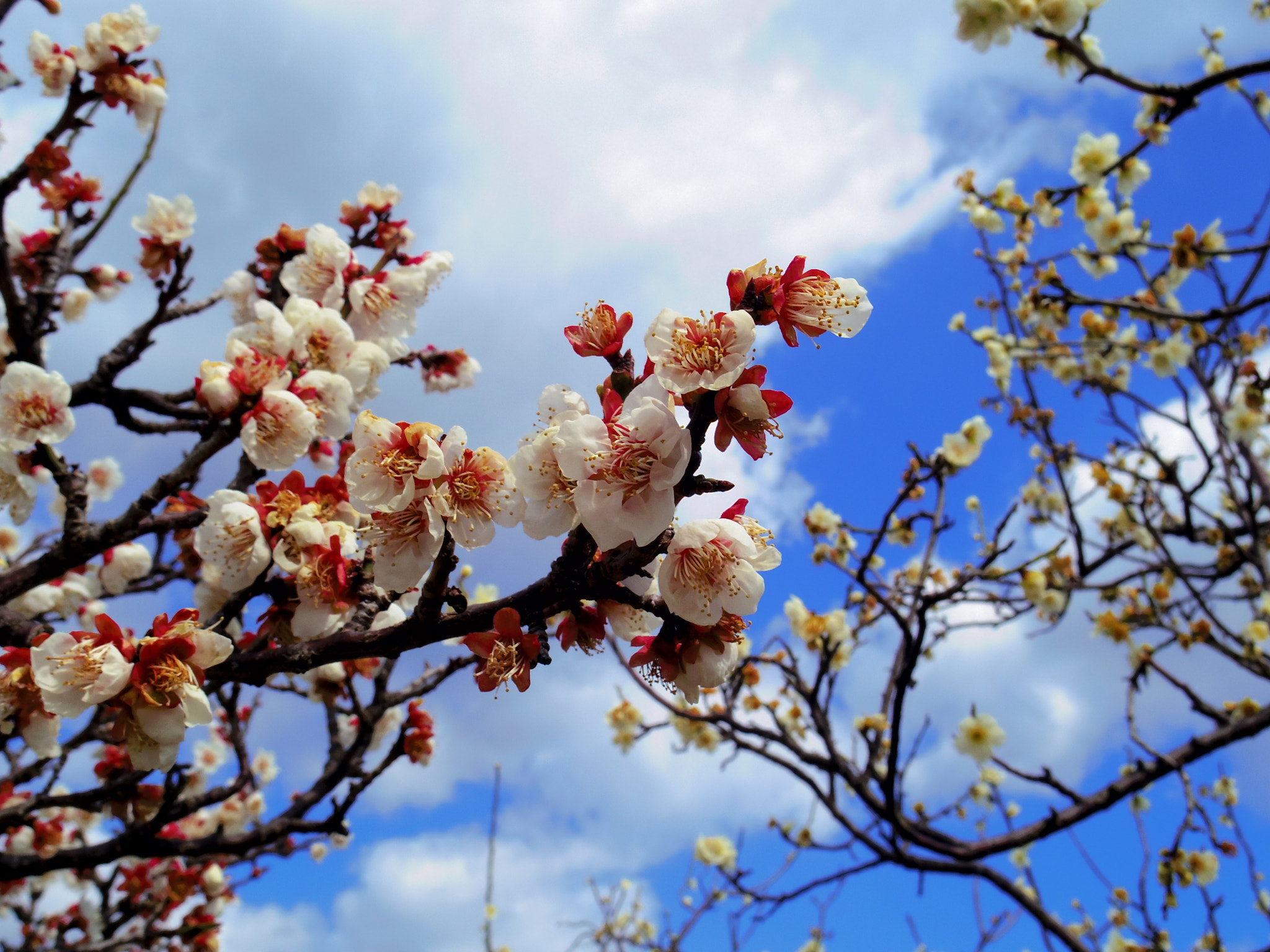 Pentax Q7 sample photo. Cherry blossom photography