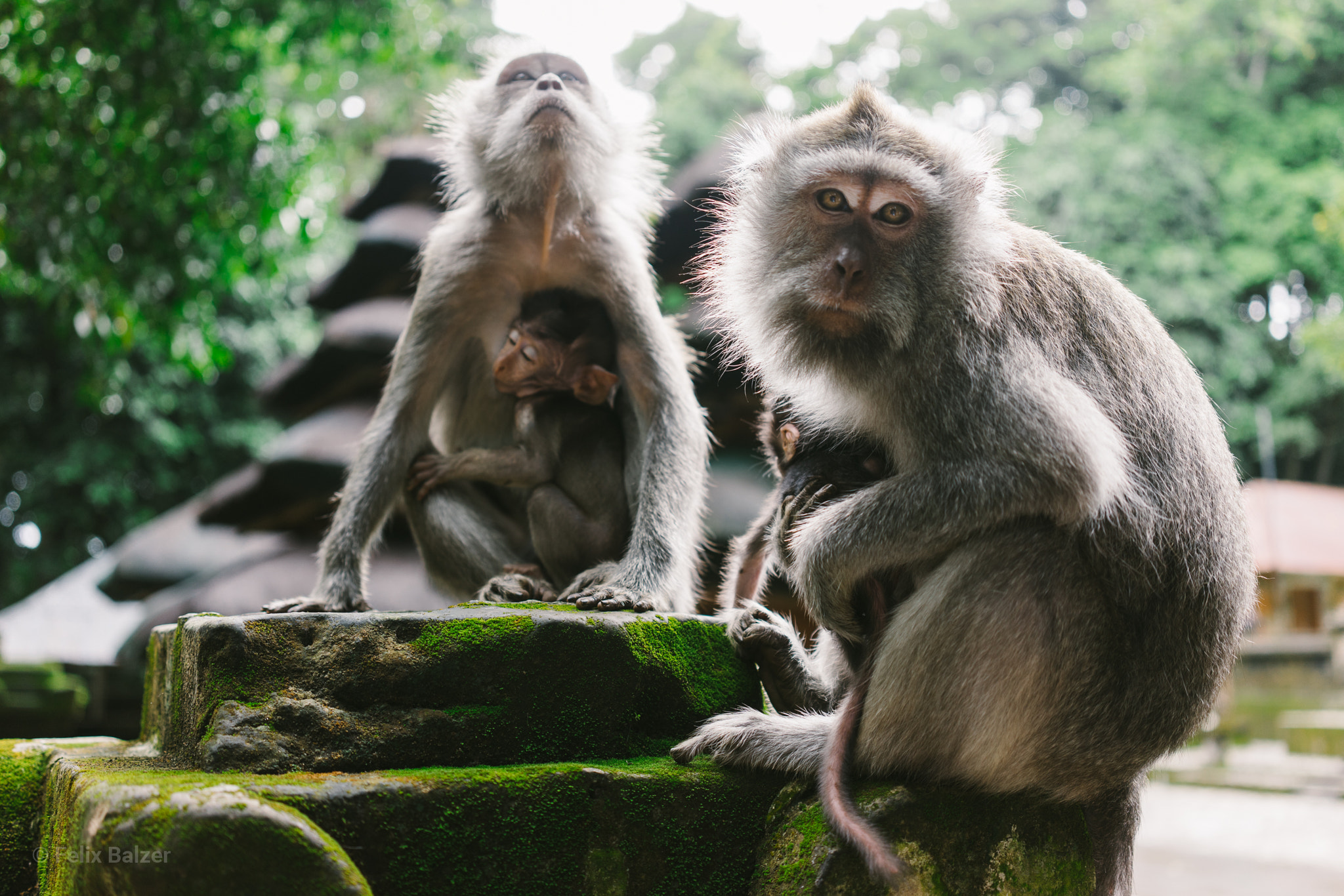 Sony a7 + Sony Sonnar T* FE 35mm F2.8 ZA sample photo. Bali monkeys photography