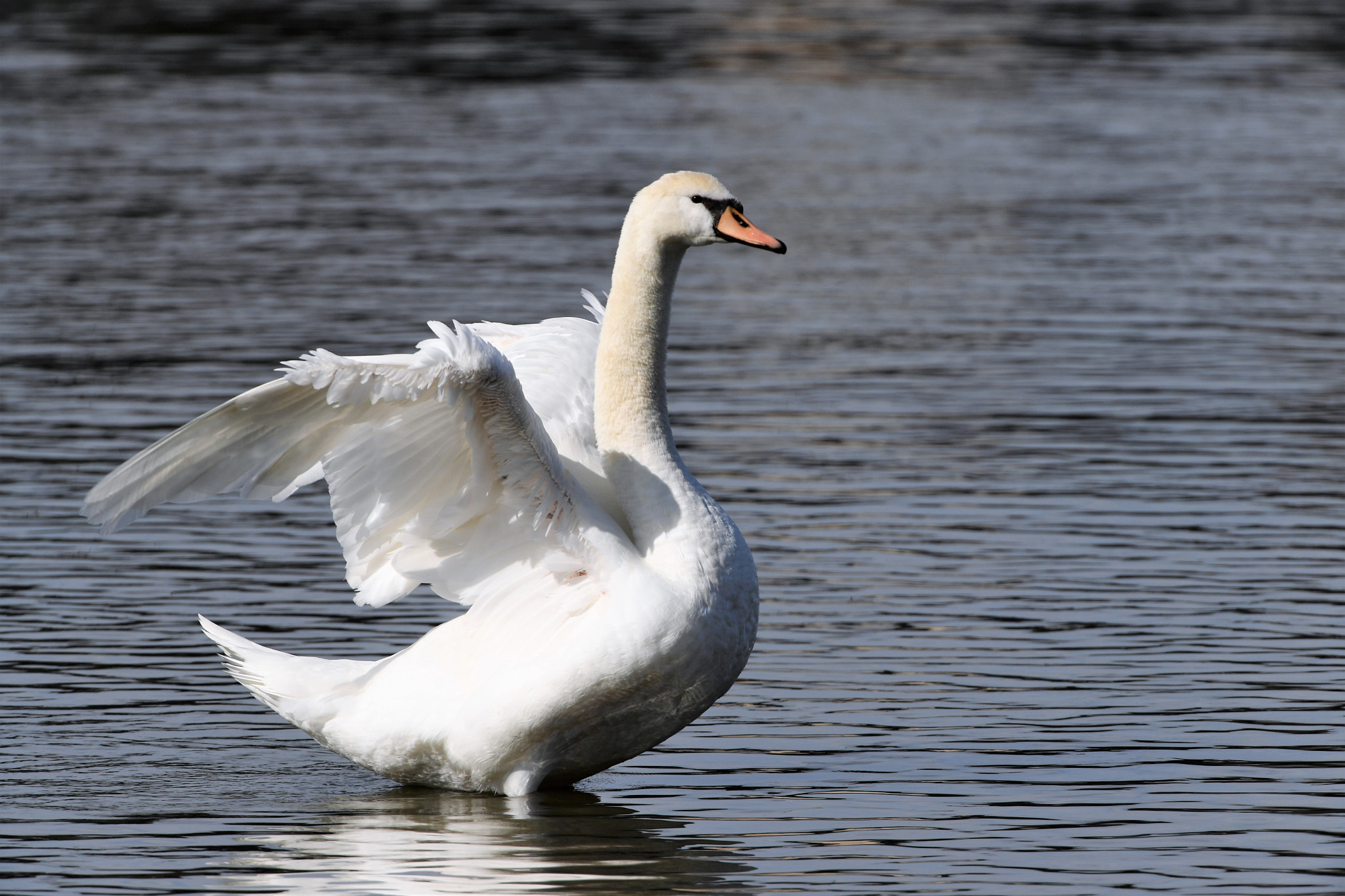 Nikon D5 + Nikon AF-S Nikkor 200-400mm F4G ED-IF VR sample photo. L'envol? photography