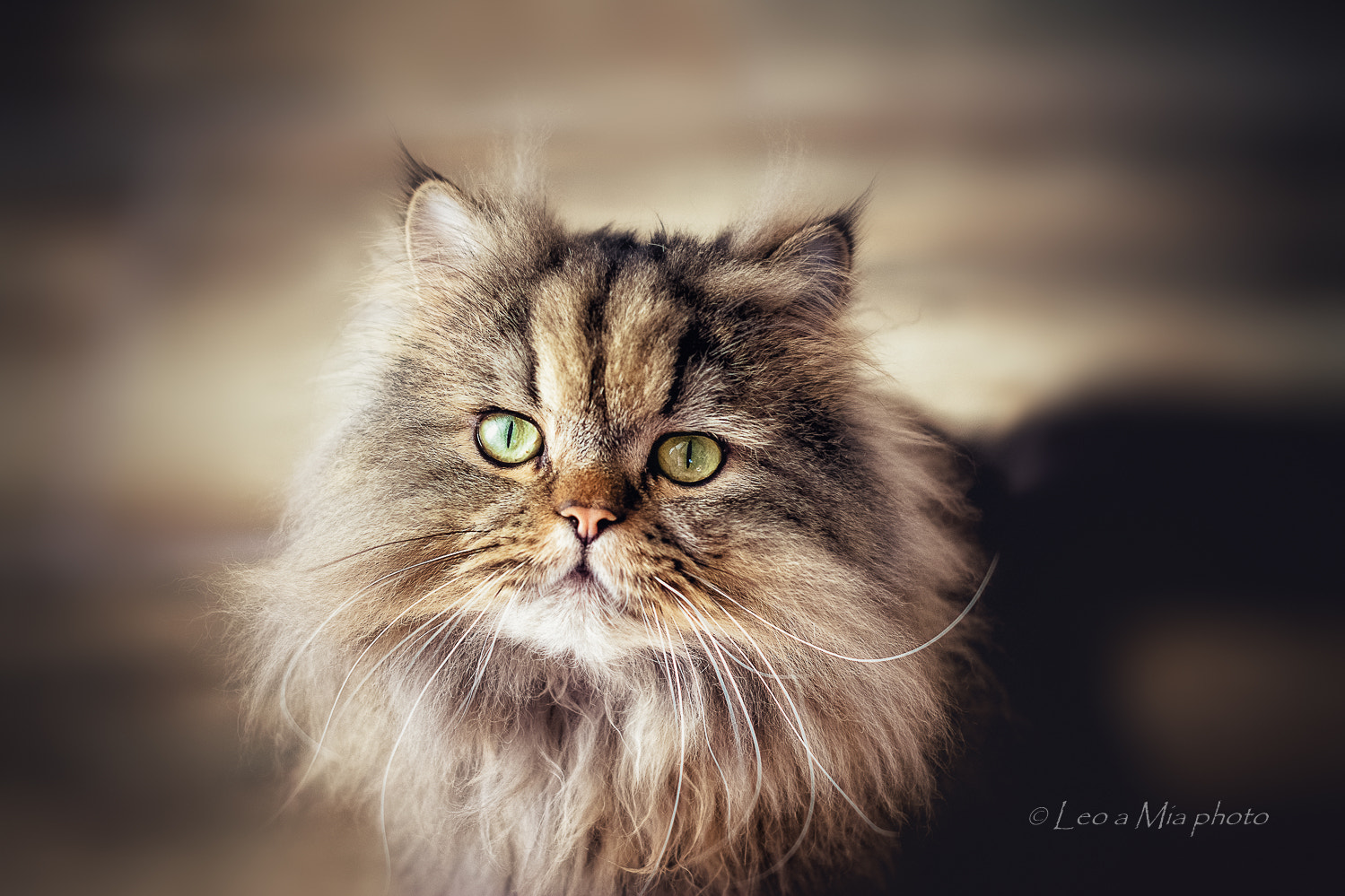Nikon D7100 + Nikon AF-S Nikkor 50mm F1.4G sample photo. Darling matty photography