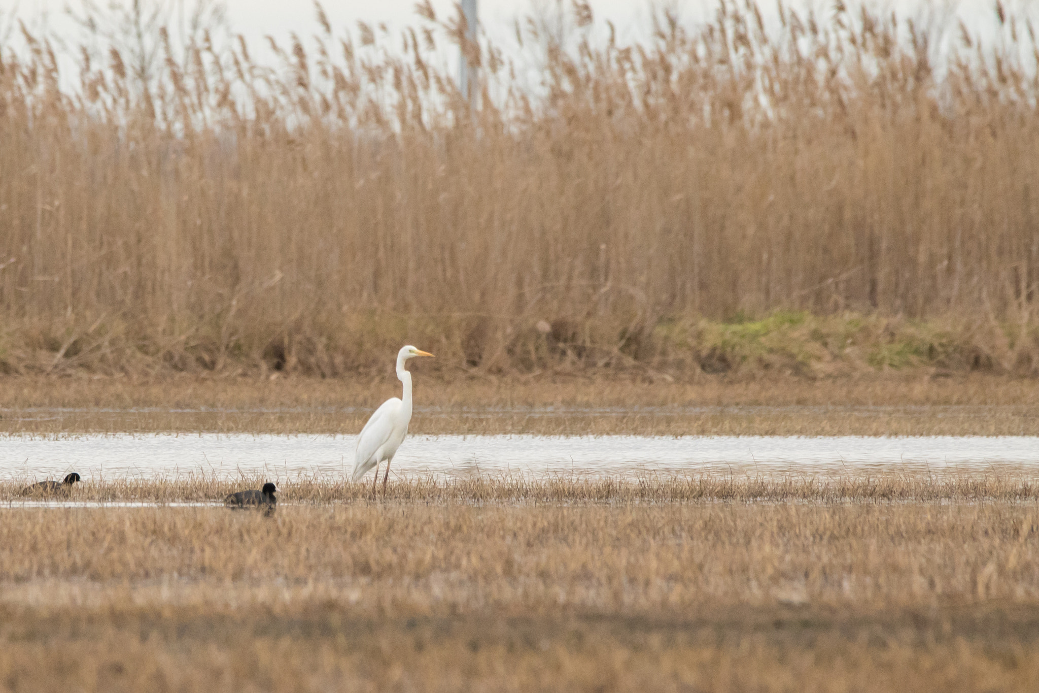 150-600mm F5-6.3 DG OS HSM | Contemporary 015 sample photo. White heron photography