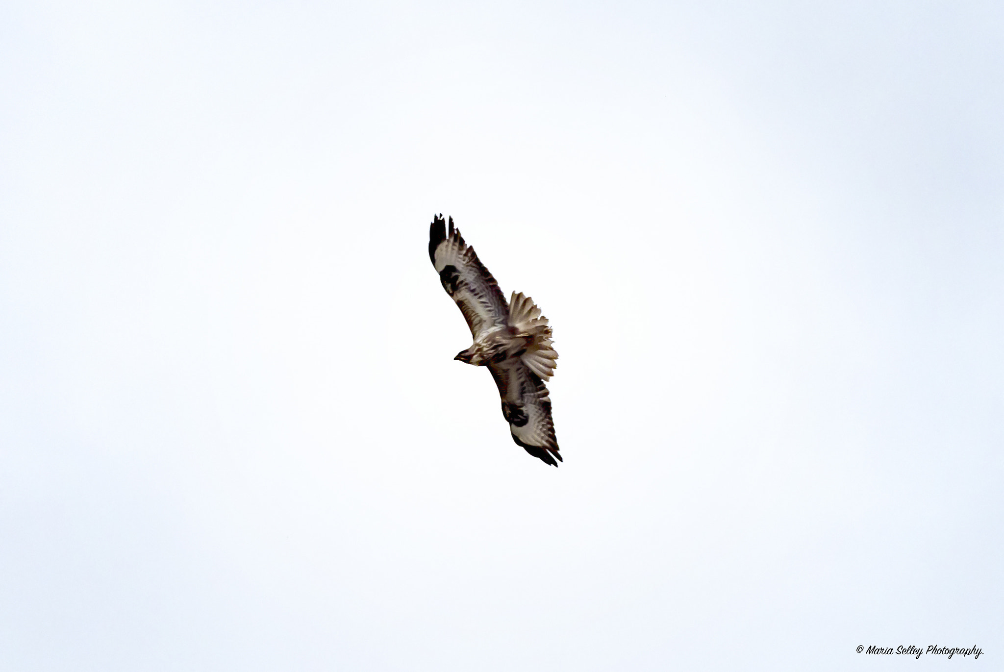 Olympus OM-D E-M1 Mark II + Olympus M.Zuiko Digital ED 40-150mm F2.8 Pro sample photo. Flying around photography