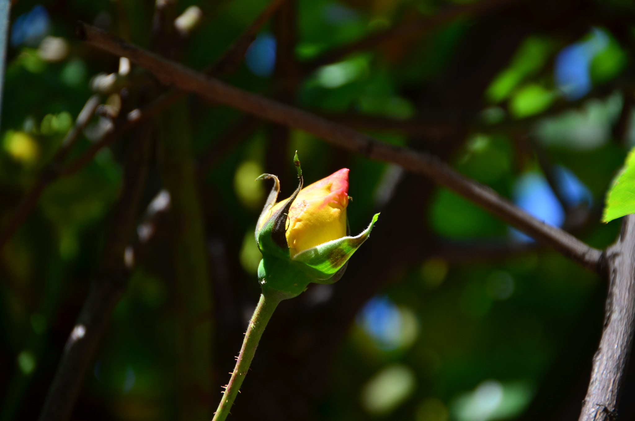 Nikon D5100 + Sigma 18-200mm F3.5-6.3 II DC OS HSM sample photo. Capullos en flor photography