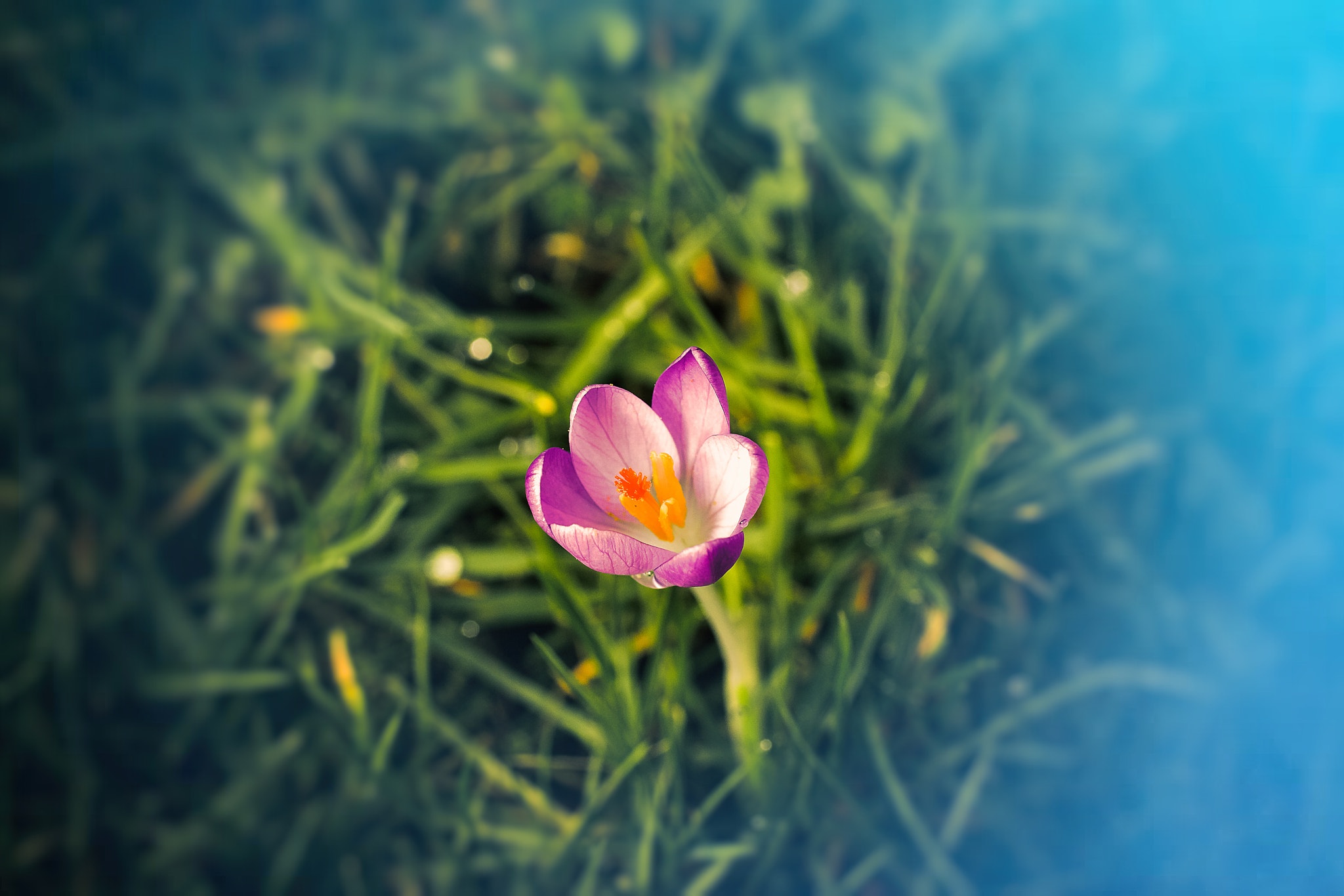 Canon EF 100mm F2.8L Macro IS USM sample photo. Crocus for you i photography