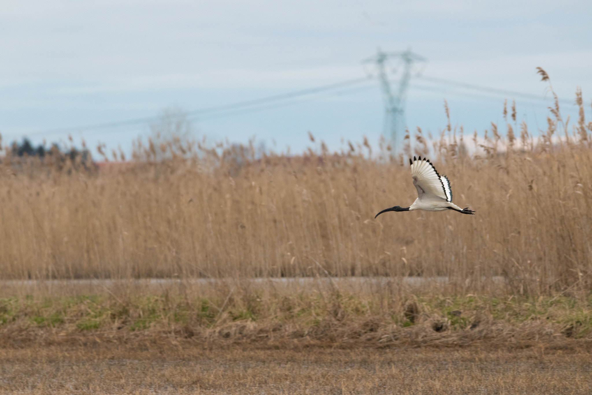 150-600mm F5-6.3 DG OS HSM | Contemporary 015 sample photo. Ibis sacro photography