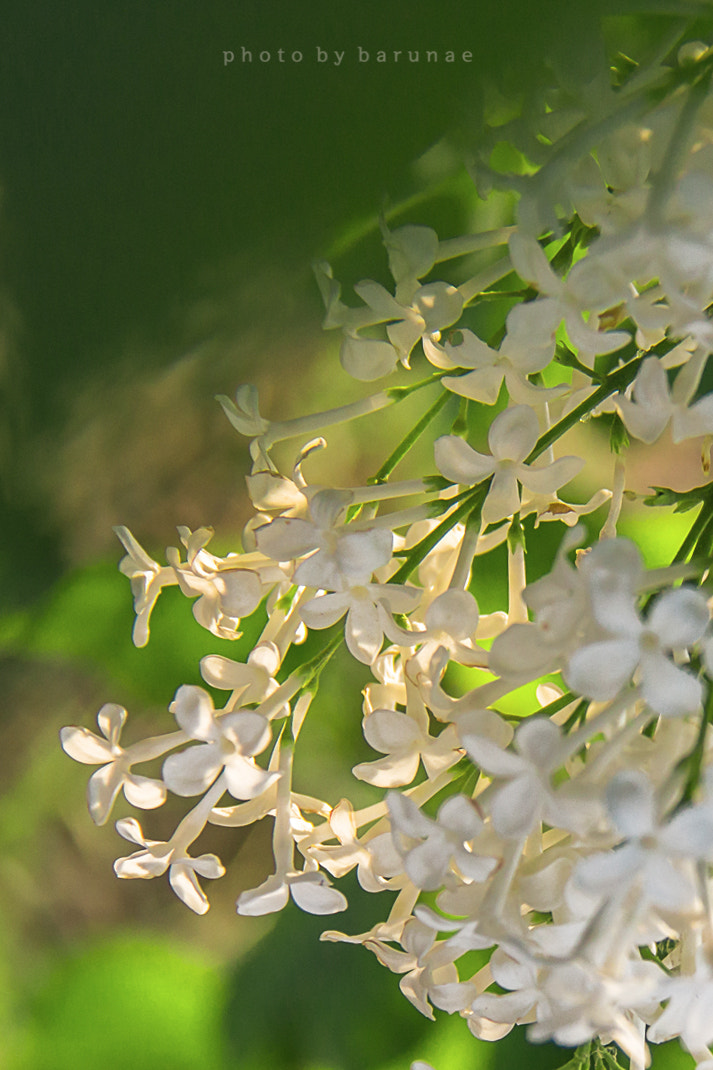 Canon EF-S 18-200mm F3.5-5.6 IS sample photo. Lilac photography