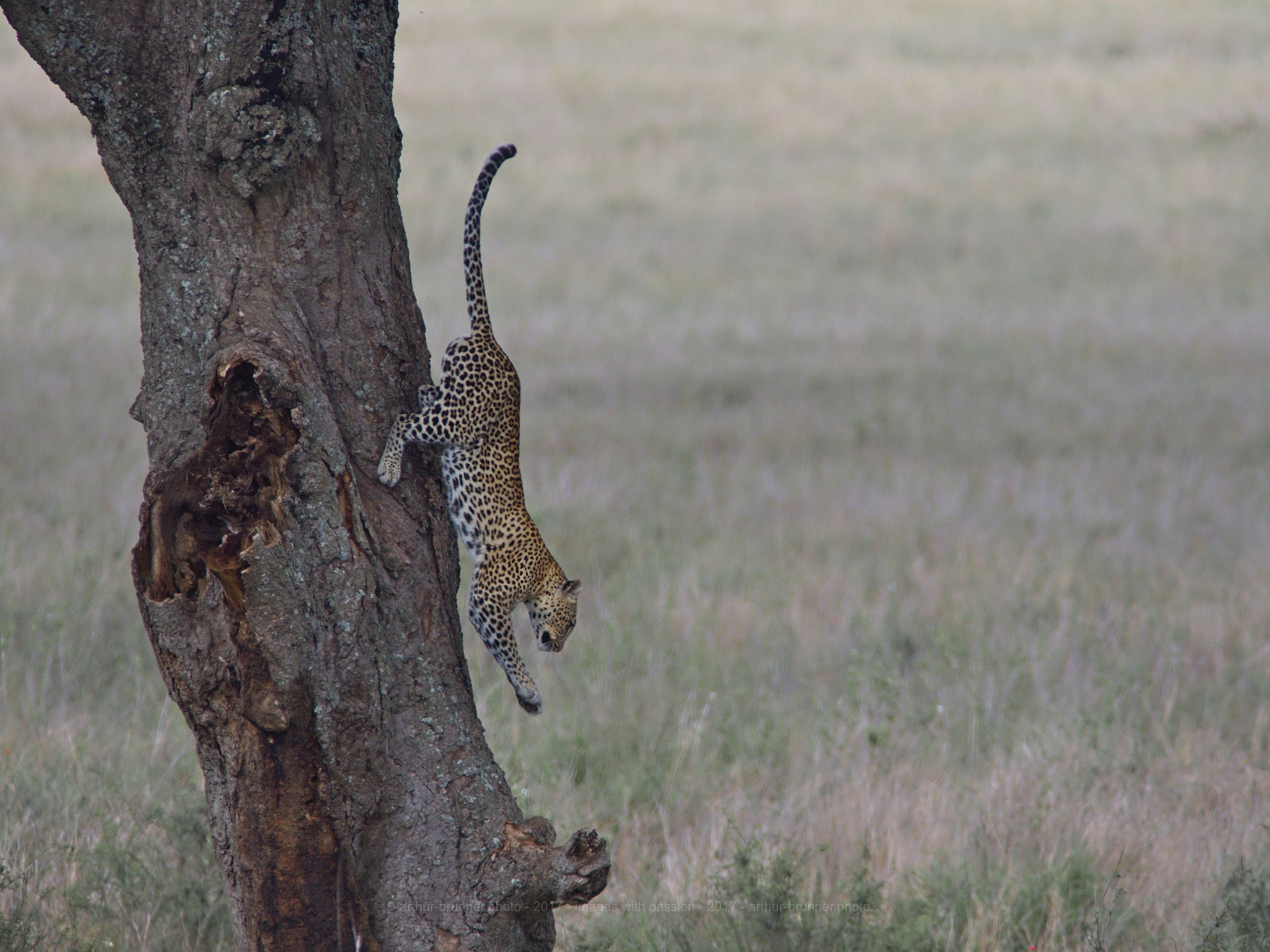 Olympus OM-D E-M1 Mark II + Olympus Zuiko Digital ED 90-250mm F2.8 sample photo. Leopard photography