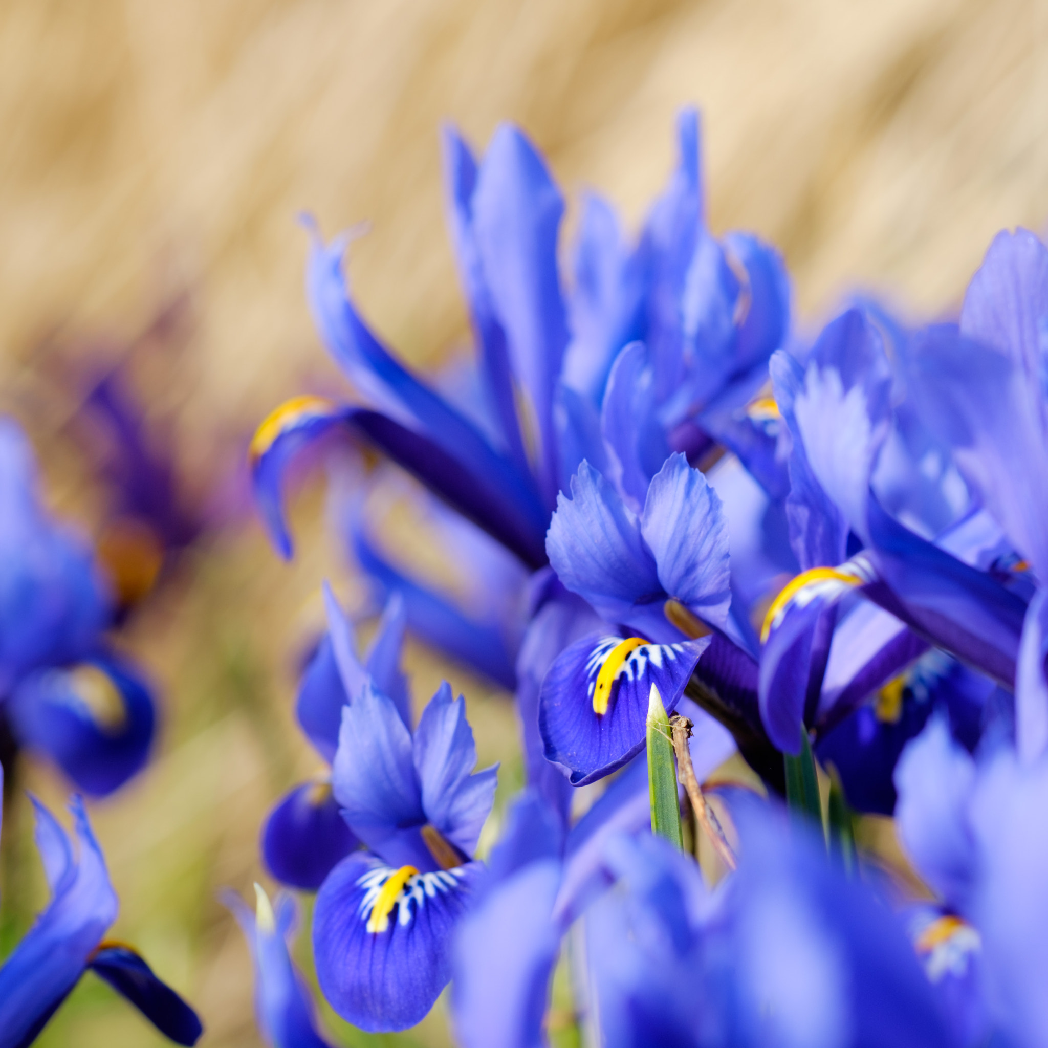Fujifilm X-T10 + Fujifilm XF 60mm F2.4 R Macro sample photo. First flowers photography