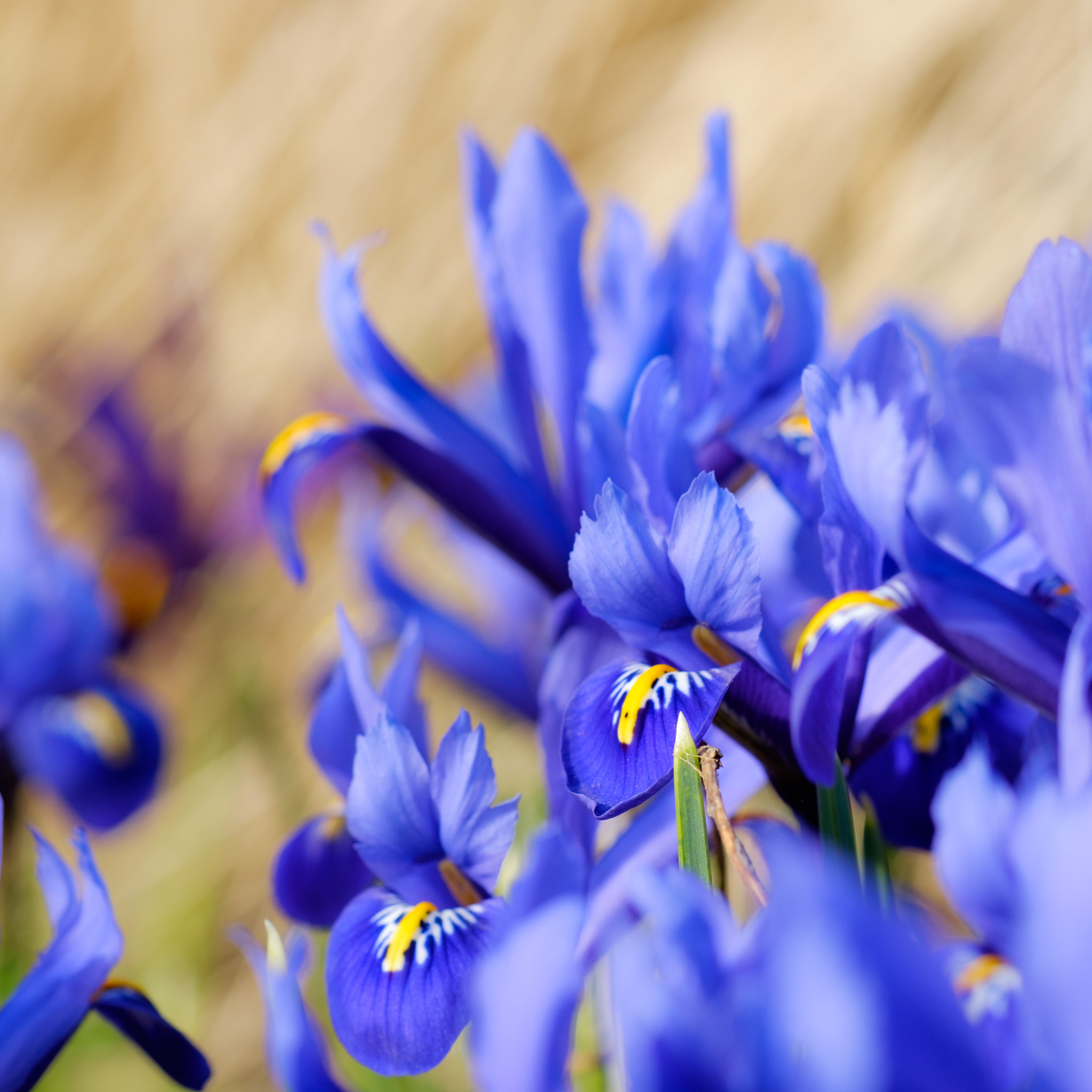 Fujifilm X-T10 + Fujifilm XF 60mm F2.4 R Macro sample photo. First flowers photography