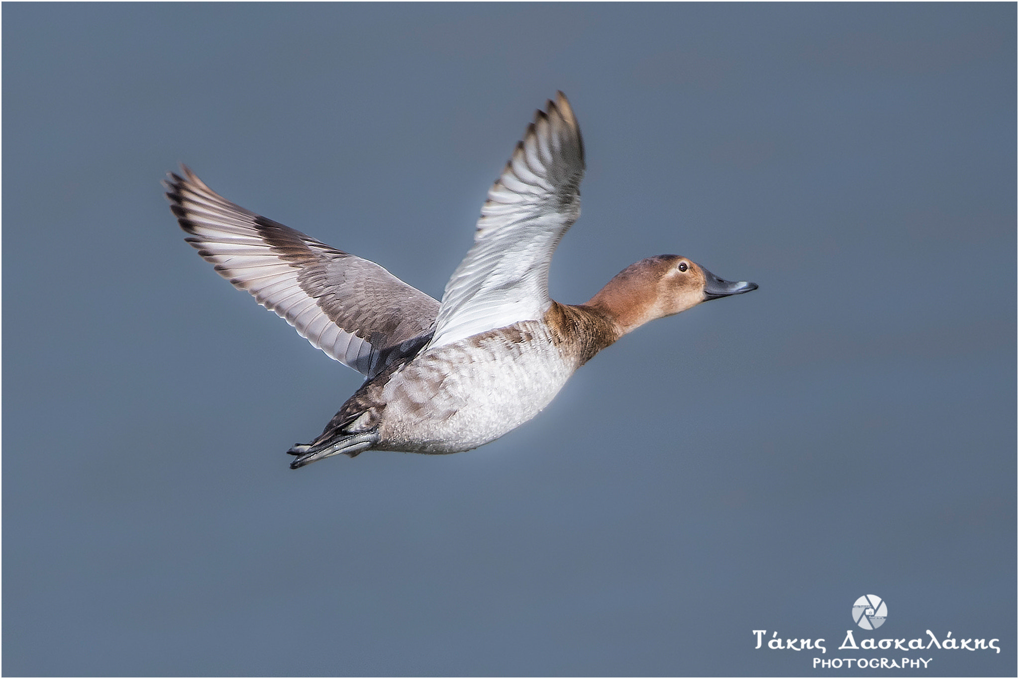Sigma 150-600mm F5-6.3 DG OS HSM | S sample photo. Dsc photography