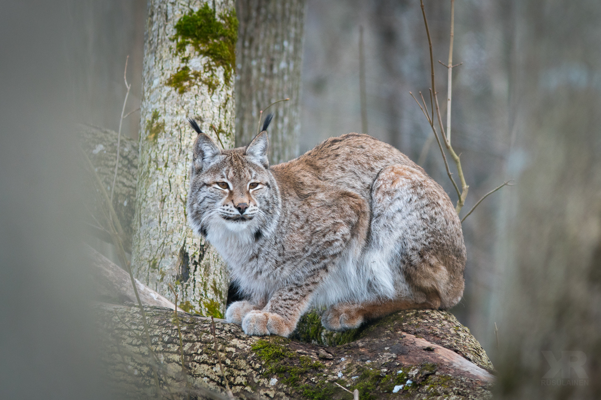 Sony a6300 + Canon EF 300mm F4L IS USM sample photo. The lynx is waiting visitors in animal park photography