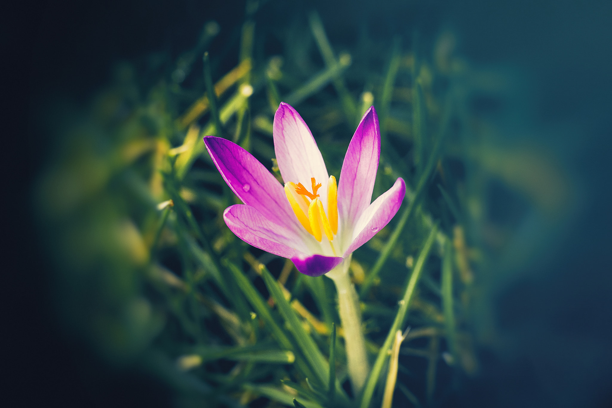 Canon EF 100mm F2.8L Macro IS USM sample photo. Crocus for you iii photography