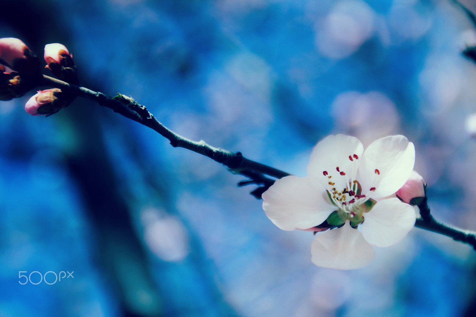 Canon EOS 550D (EOS Rebel T2i / EOS Kiss X4) sample photo. 你的照片 photography