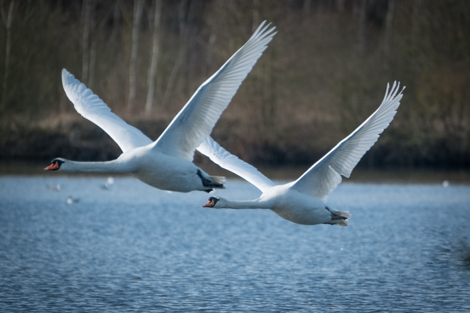 Fujifilm XF 100-400mm F4.5-5.6 R LM OIS WR sample photo. Duo de cygnes photography