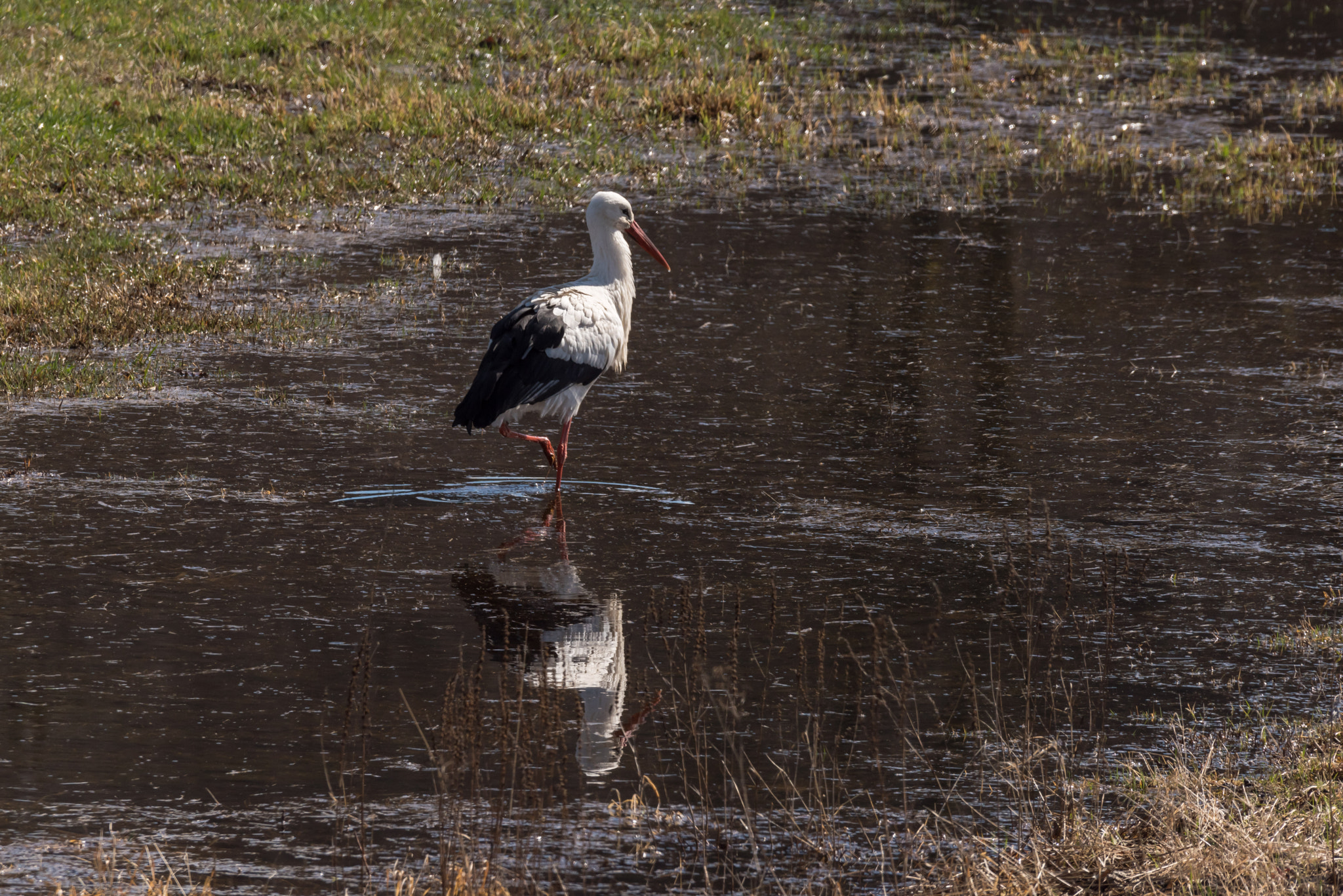 Sigma 150-600mm F5-6.3 DG OS HSM | S sample photo. Wade in the water photography