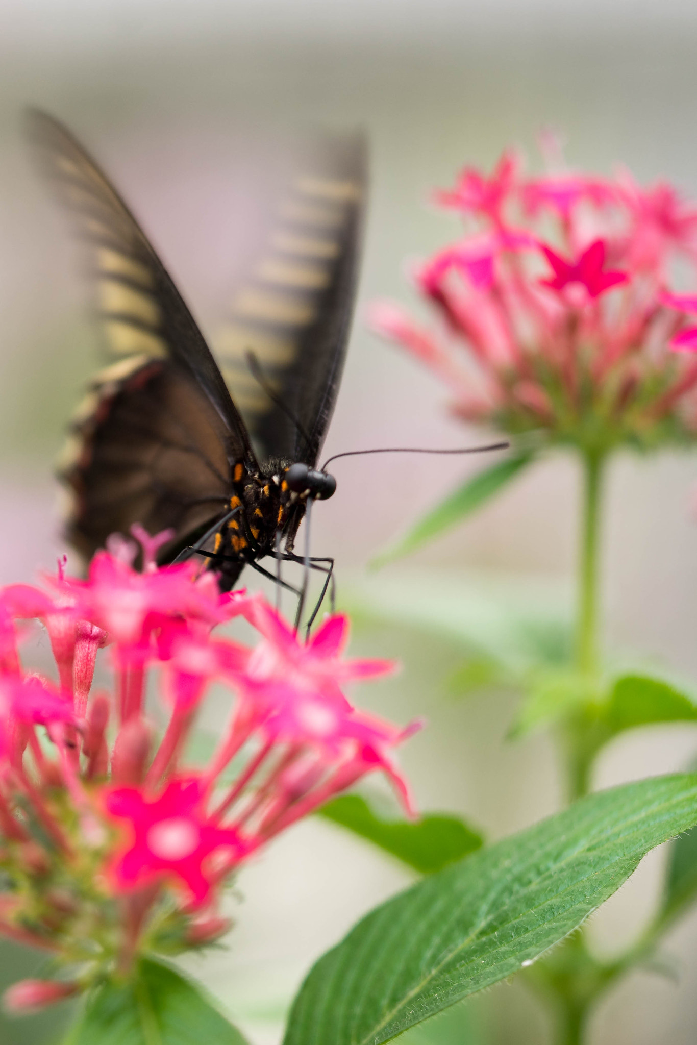 Sony a7 II + Sony FE 90mm F2.8 Macro G OSS sample photo. Hover mode photography