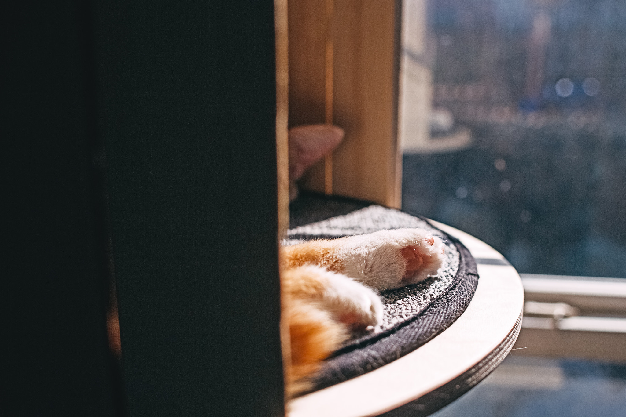 Canon EOS 6D + Canon EF 28mm F1.8 USM sample photo. Paws  photography