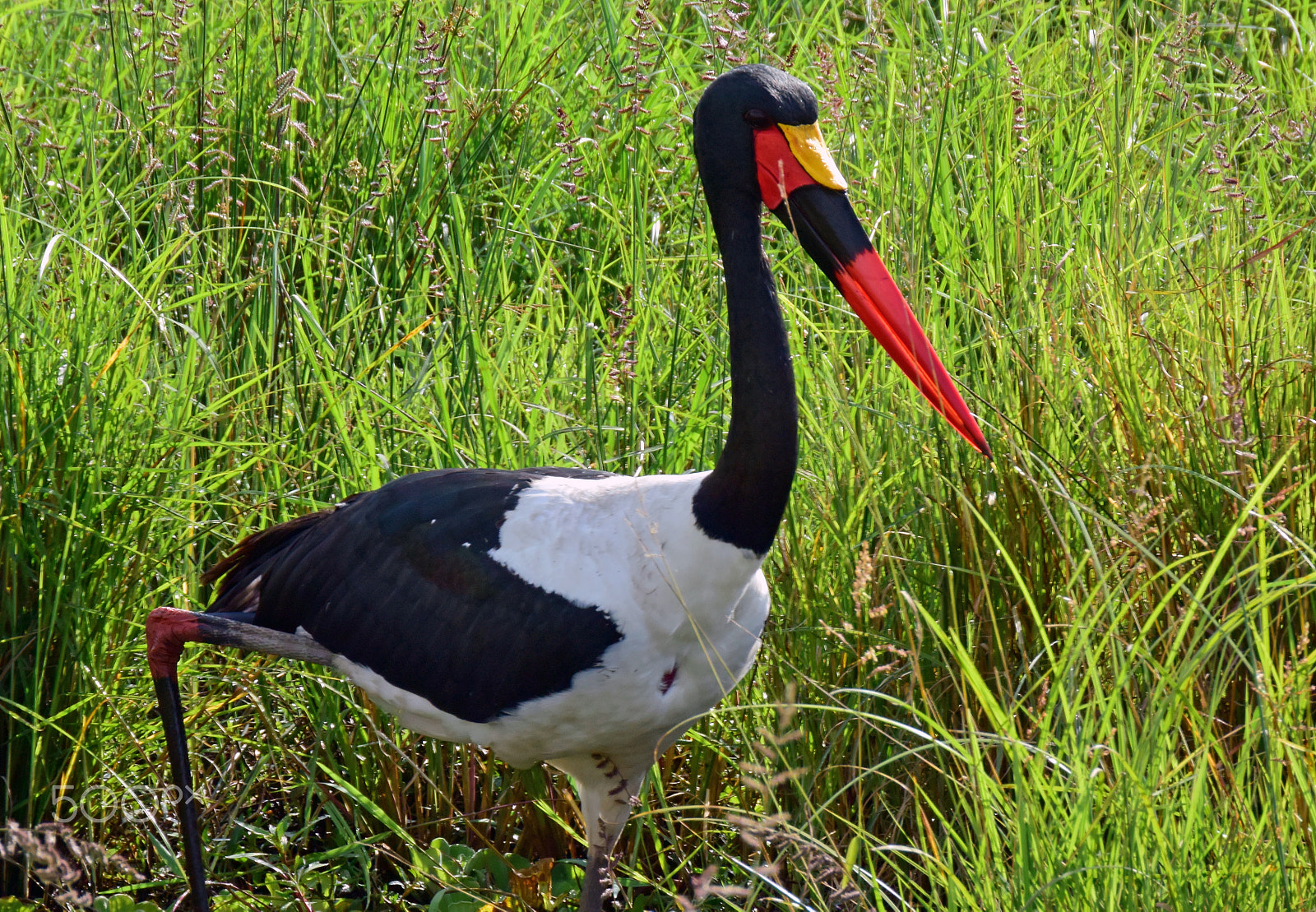 Nikon 1 V3 + VR 18-200mm f/3.5-5.6G sample photo. Safari photography